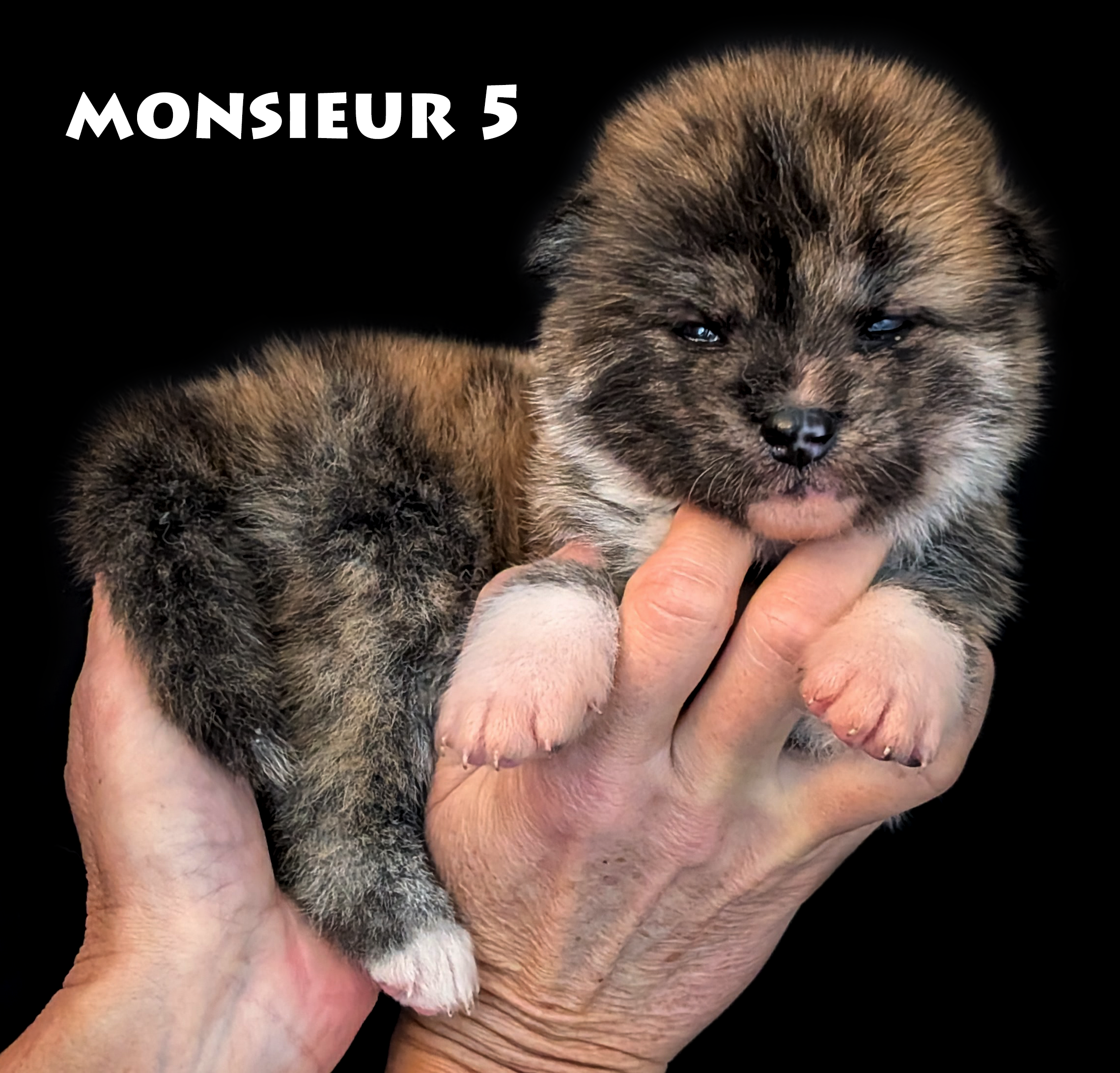 Chiot akita inu bringé roux, mâle de deux semaines, photo tête de face, corps de profil, par www.akita-imperial.com