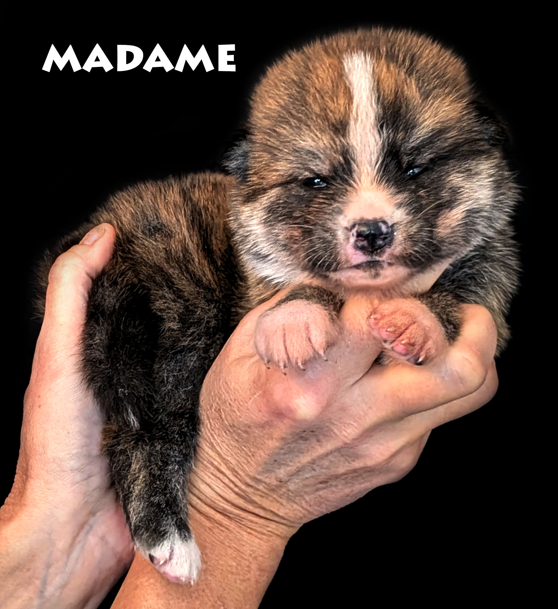 chiot akita inu femelle, bringé roux, agé de deux semaines, corps de profil, tête de face, par www.akita-imperial.com