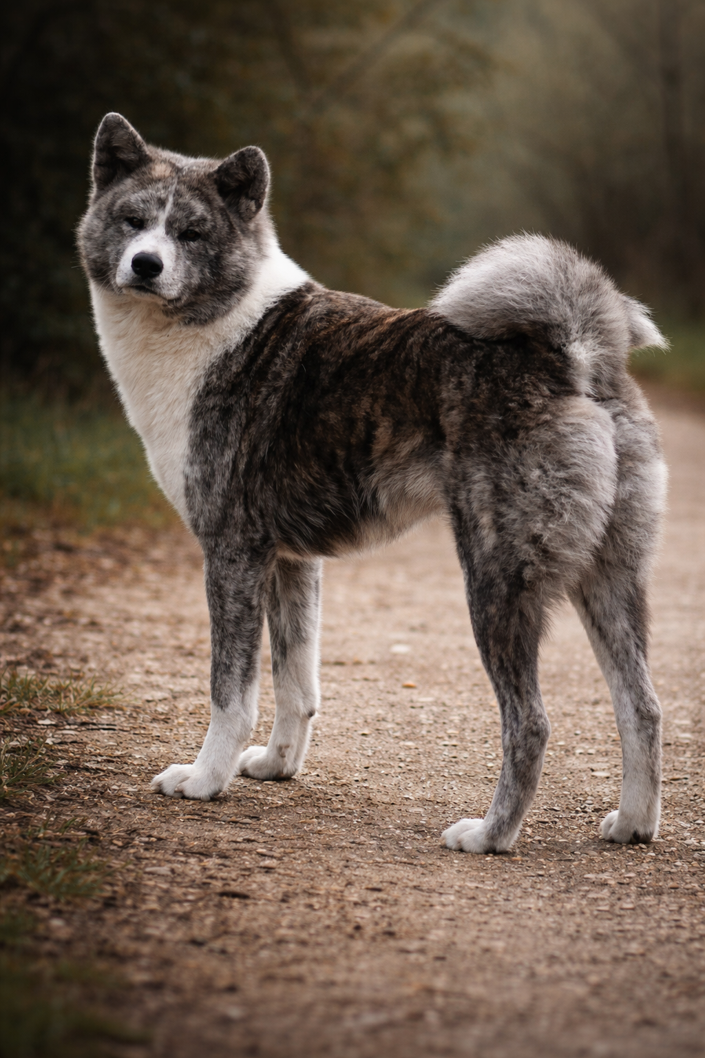 Akita Inu sur le sentier naturel