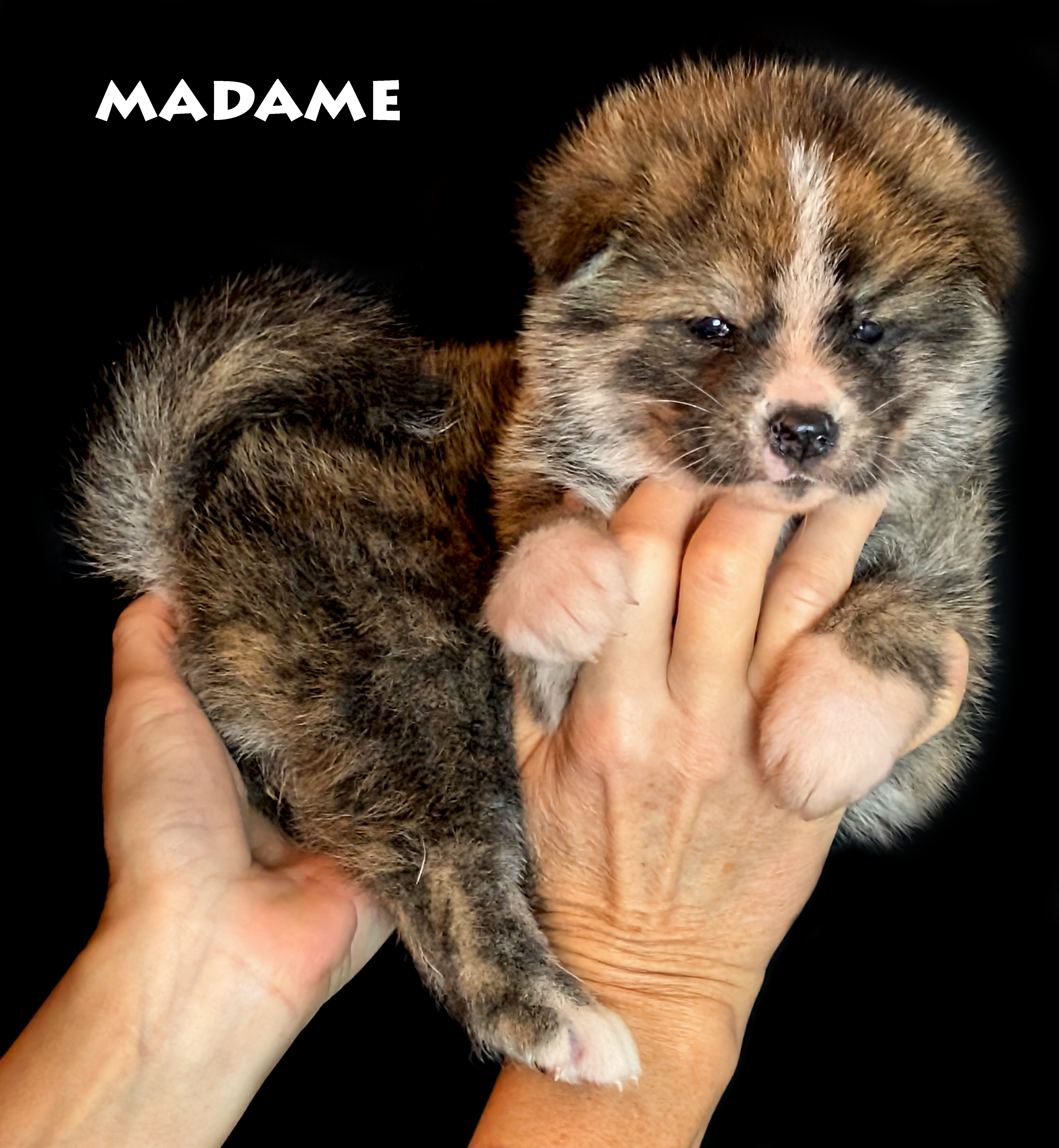 Chiot akita inu femelle bringé roux par akita imperial. Photo prise corps de profil et tête de face