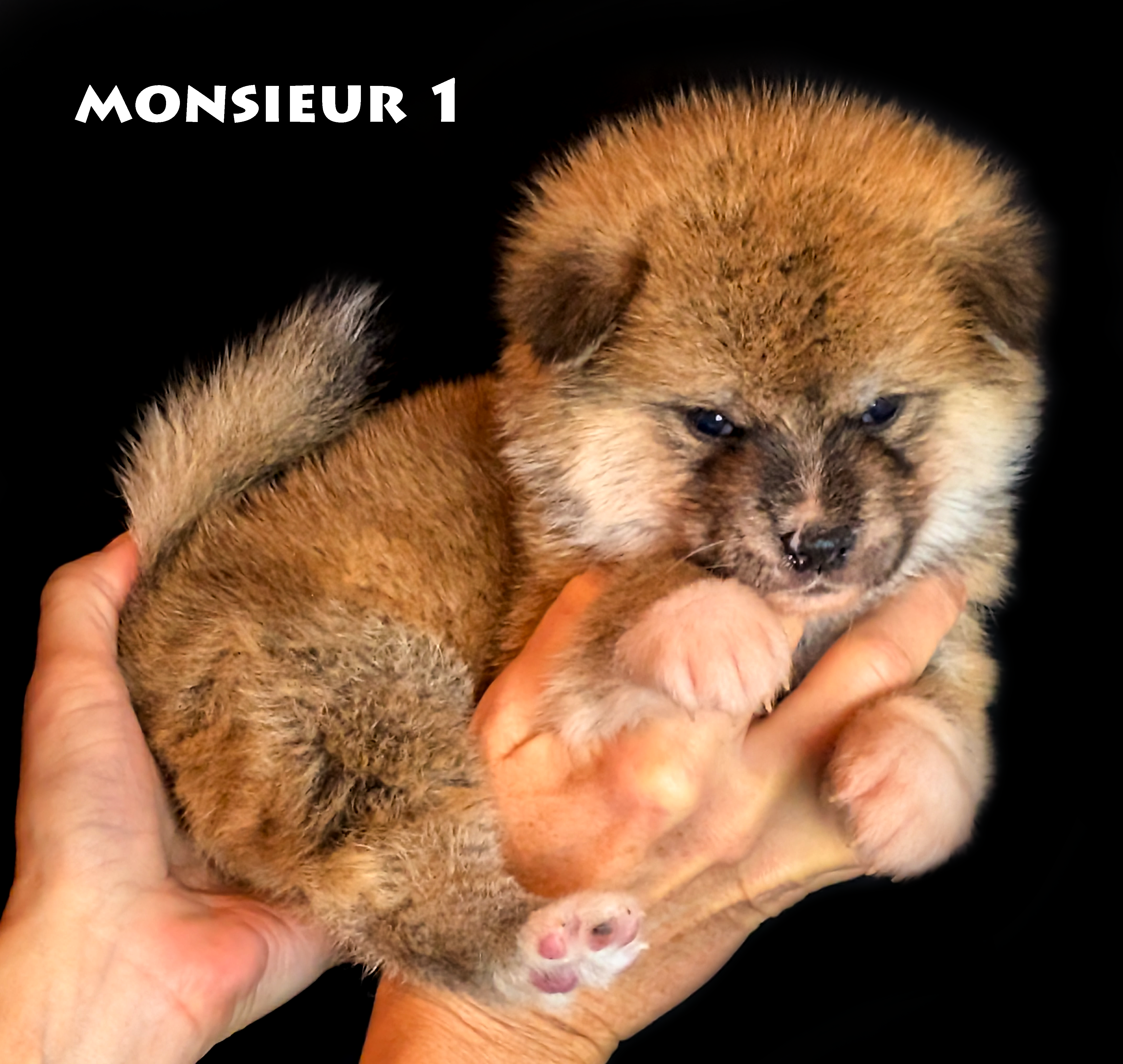 Chiot akita inu roux prononcé de 4 semaines par akita imperial. Photo prise corps de profil et tête de face