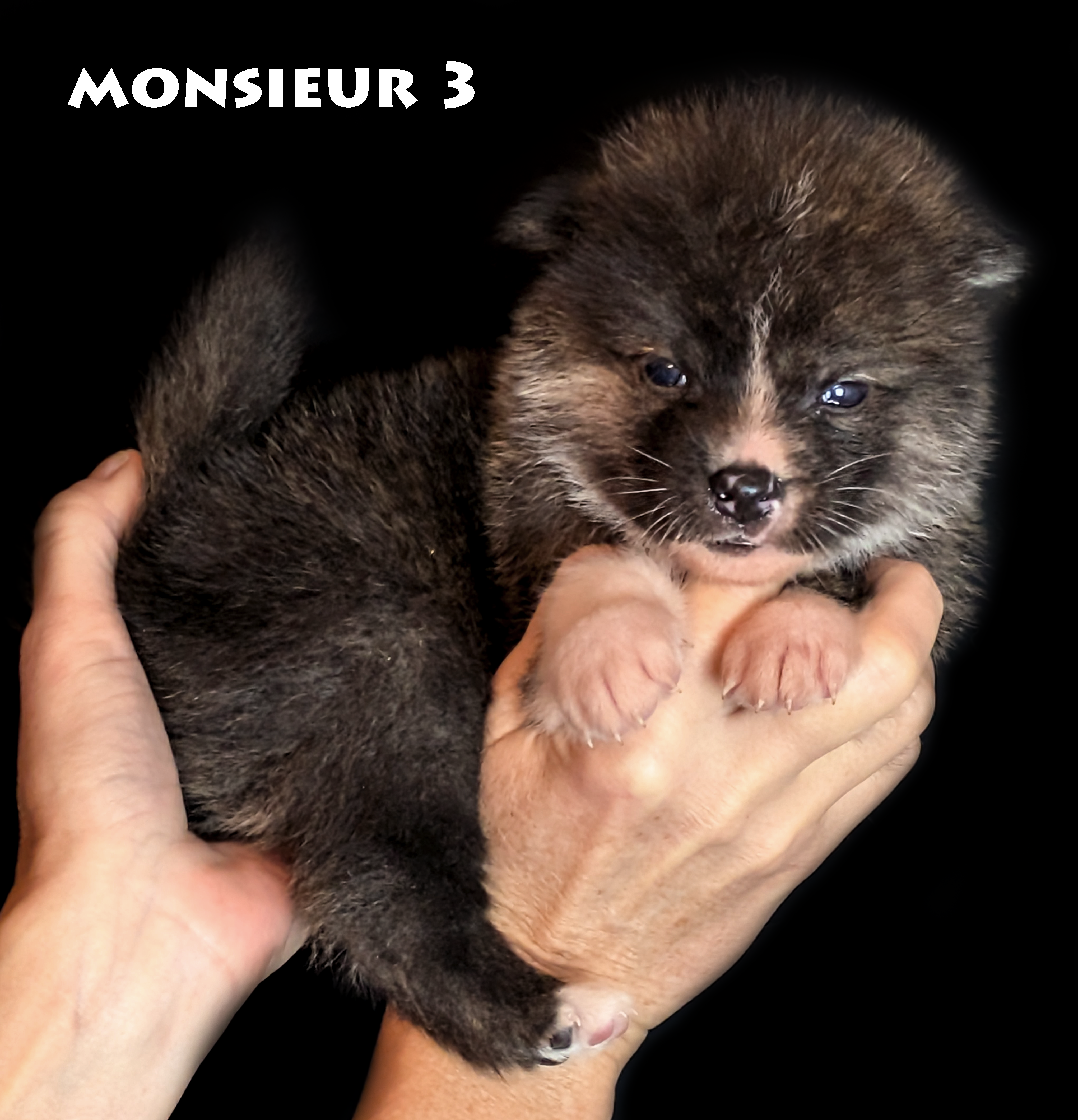 Chiot akita inu mâle bringé de 4 semaines par akita imperial, photo corps de profil et tête de face