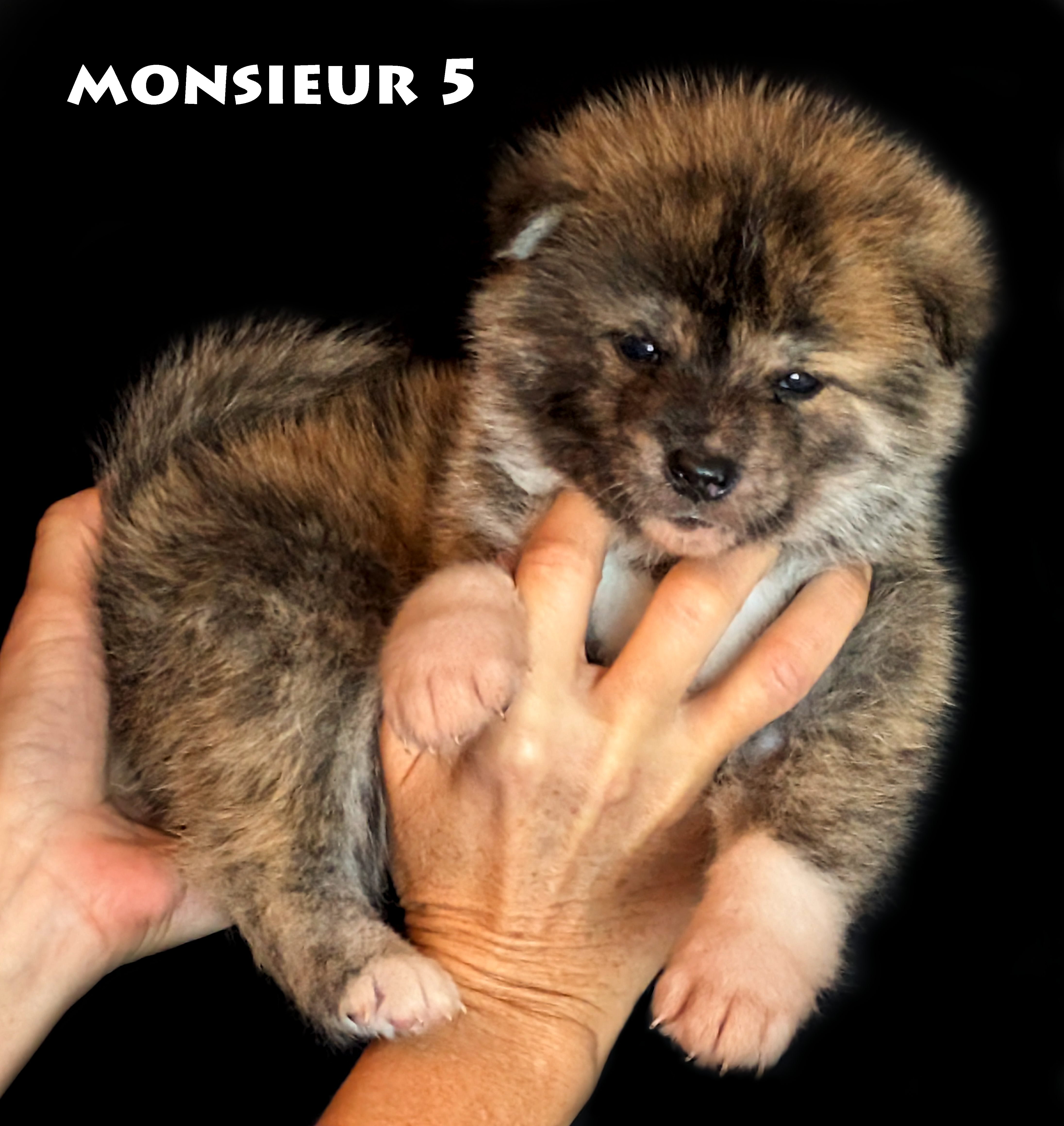 Chiot akita inu mâle bringé roux de 4 semaines par akita imperial, photo corps de profil et tête de face.