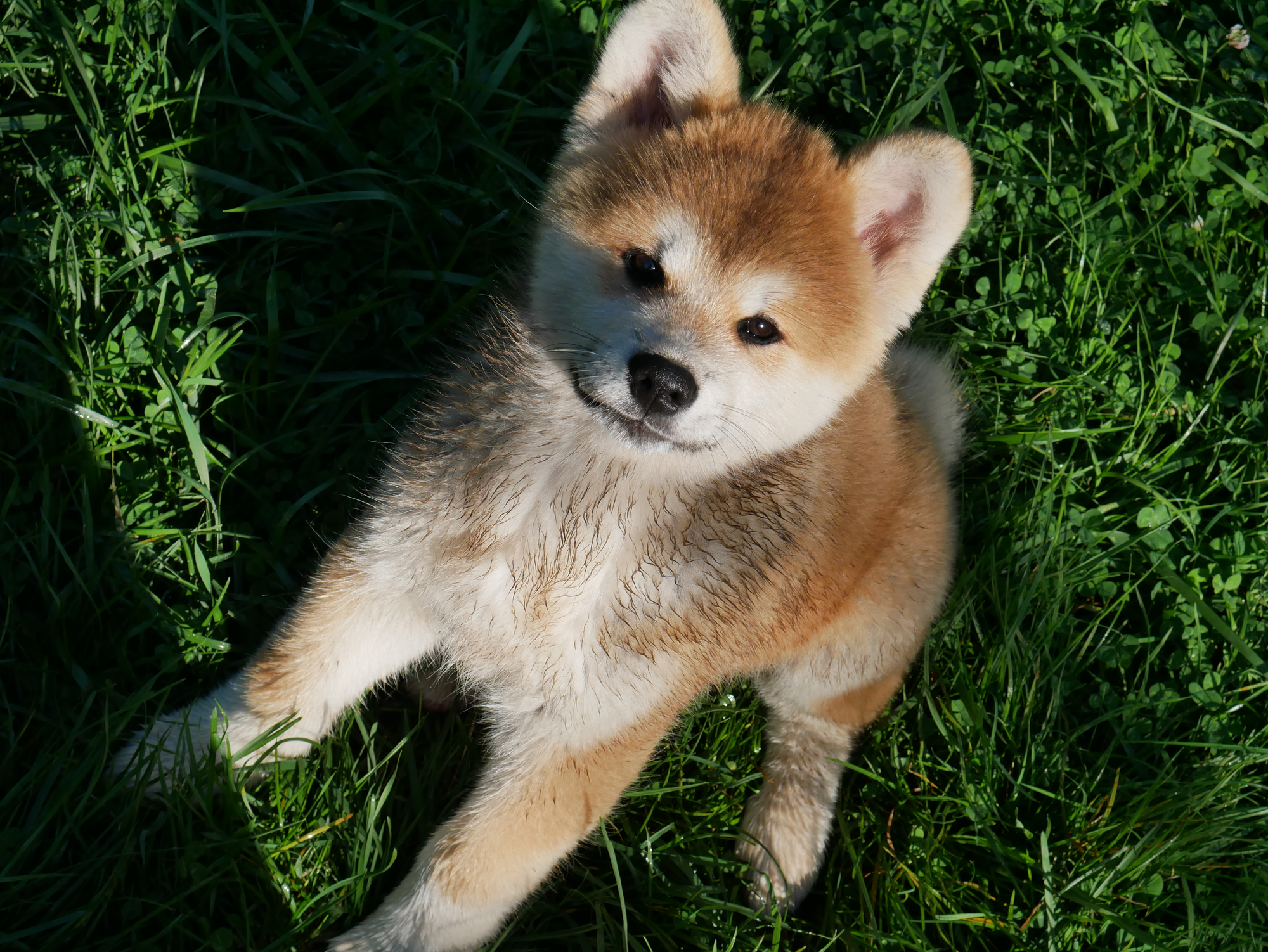 Chiot akita inu roux assis dans l'herbe, regarde l'objectif. Par Akita Imperial