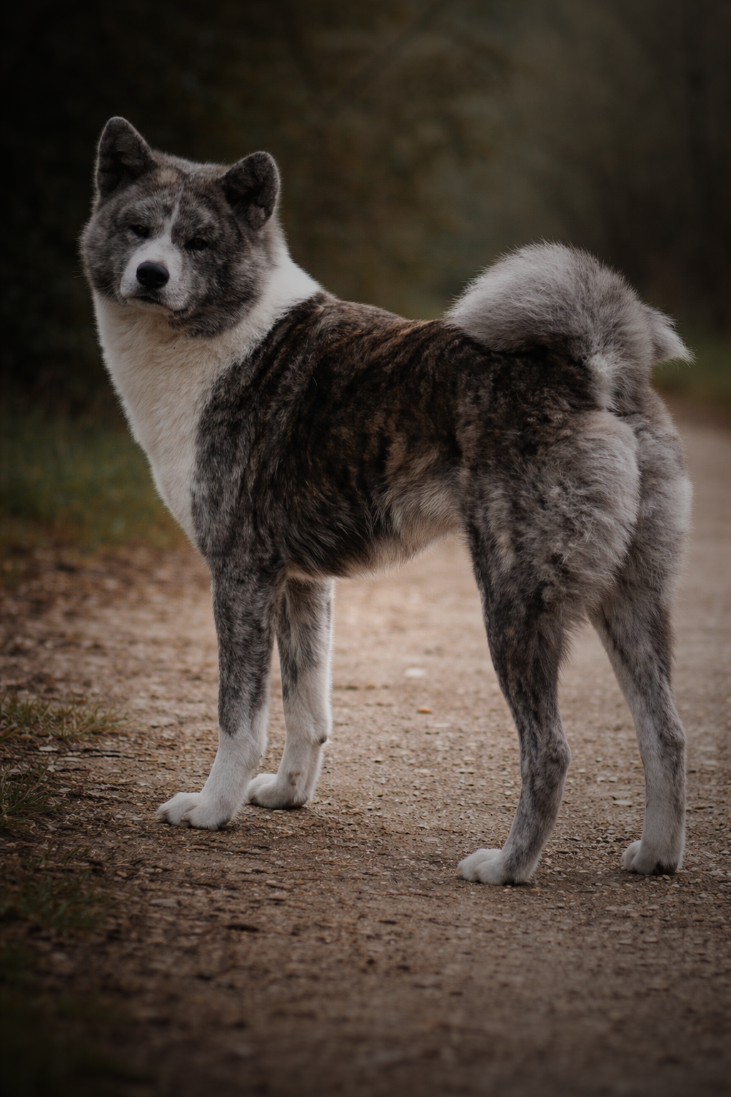 Akita Inu femelle bringé, sur un chemin en forêt - akita imperial