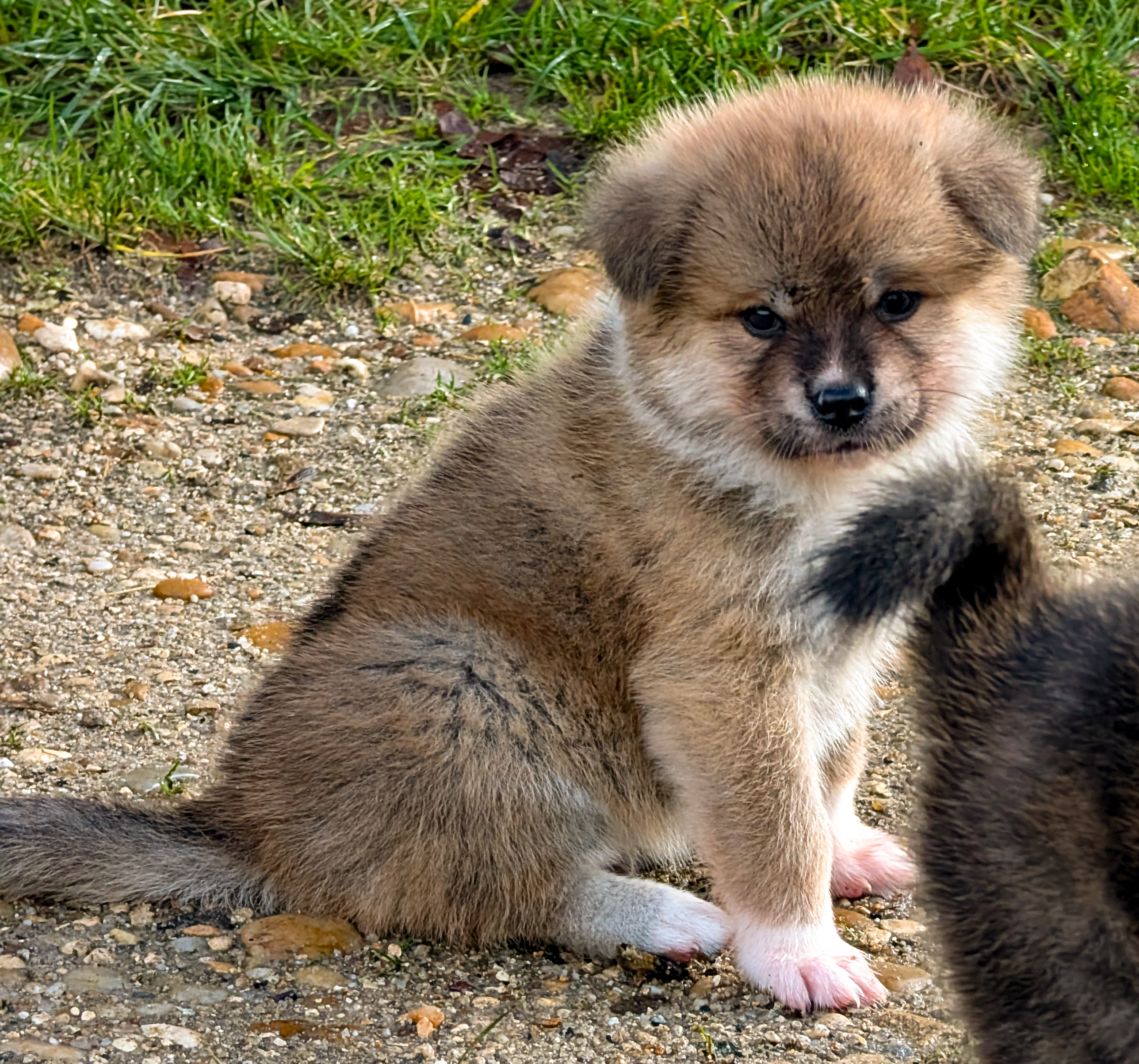 Chiot akita inu roux de 6 semaines en extérieur