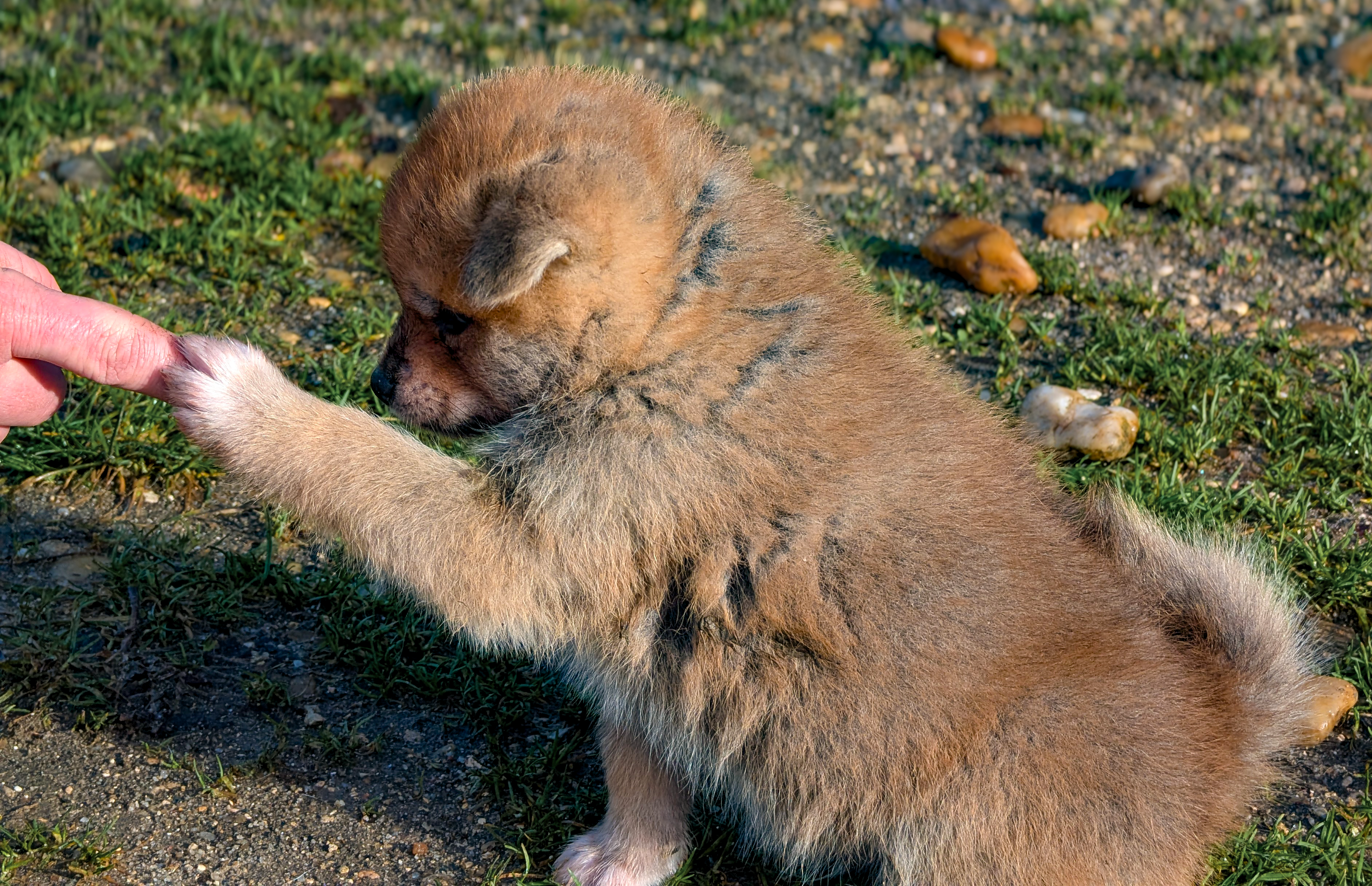 Chiot akita inu roux de 6 semaines en extérieur, donne la patte
