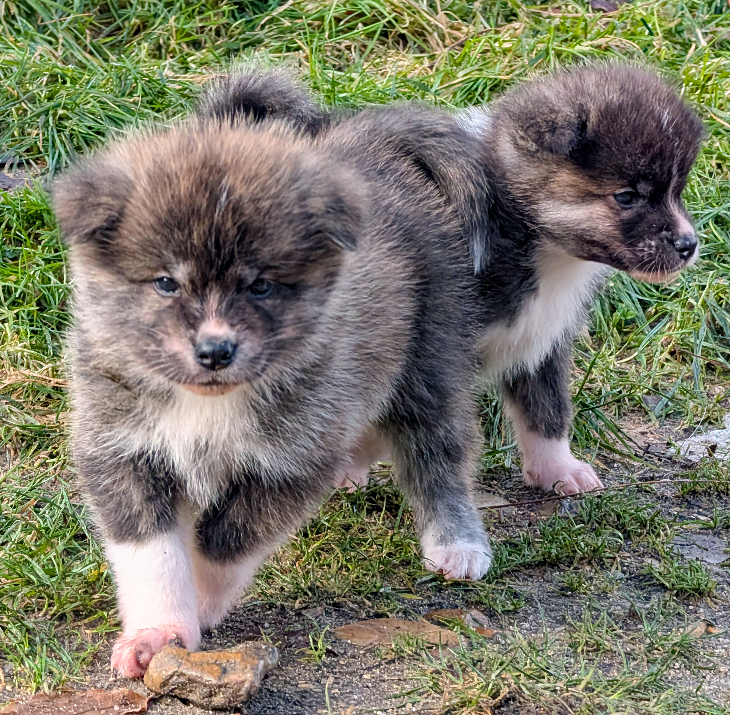 Chiot akita inu bringé de 6 semaines en extérieur