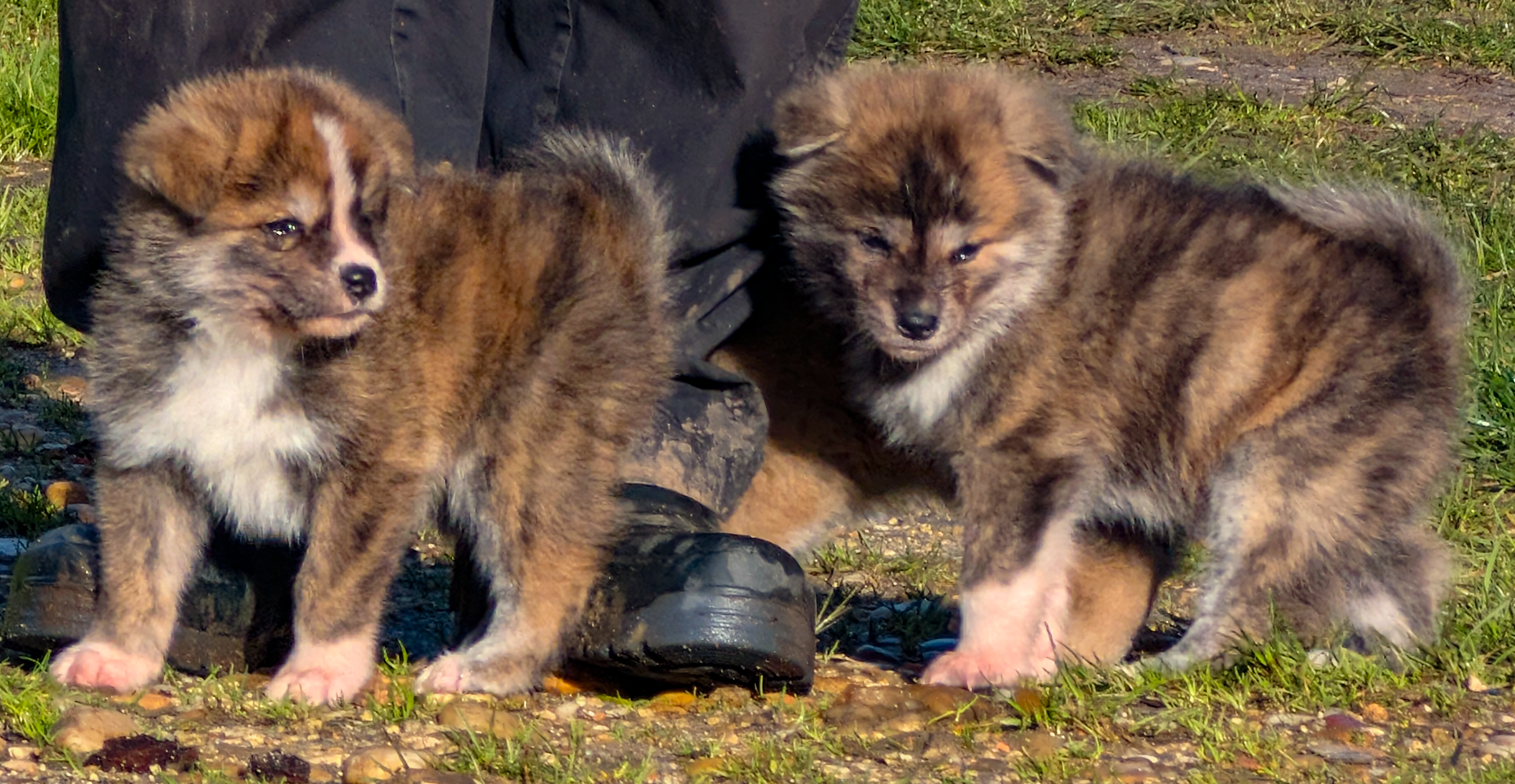 2 chiots akita inu bringé de 6 semaines aux pieds de l'éleveur