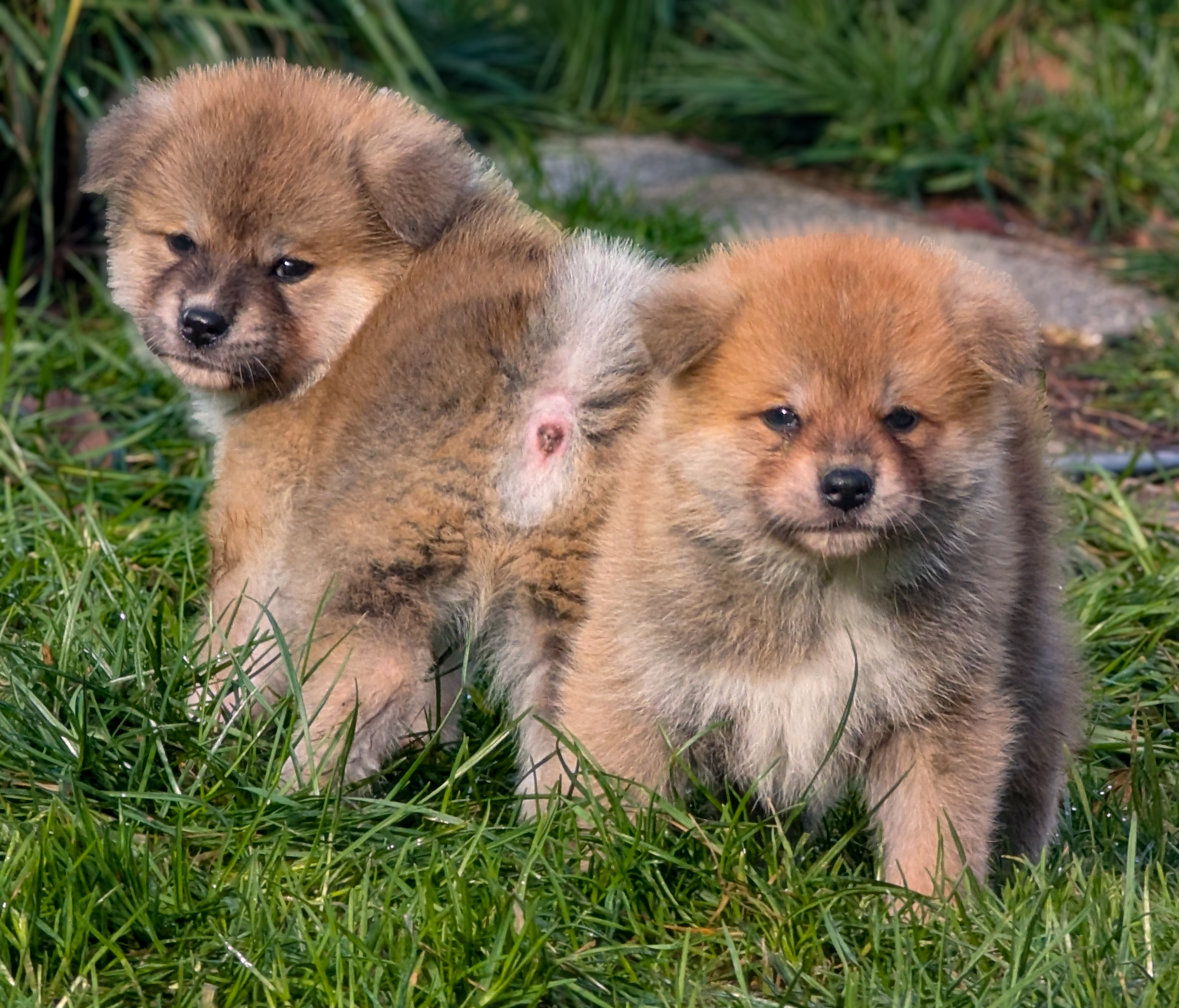 2 chiots akita inu roux de 6 semaines par akita imperial, en extérieur