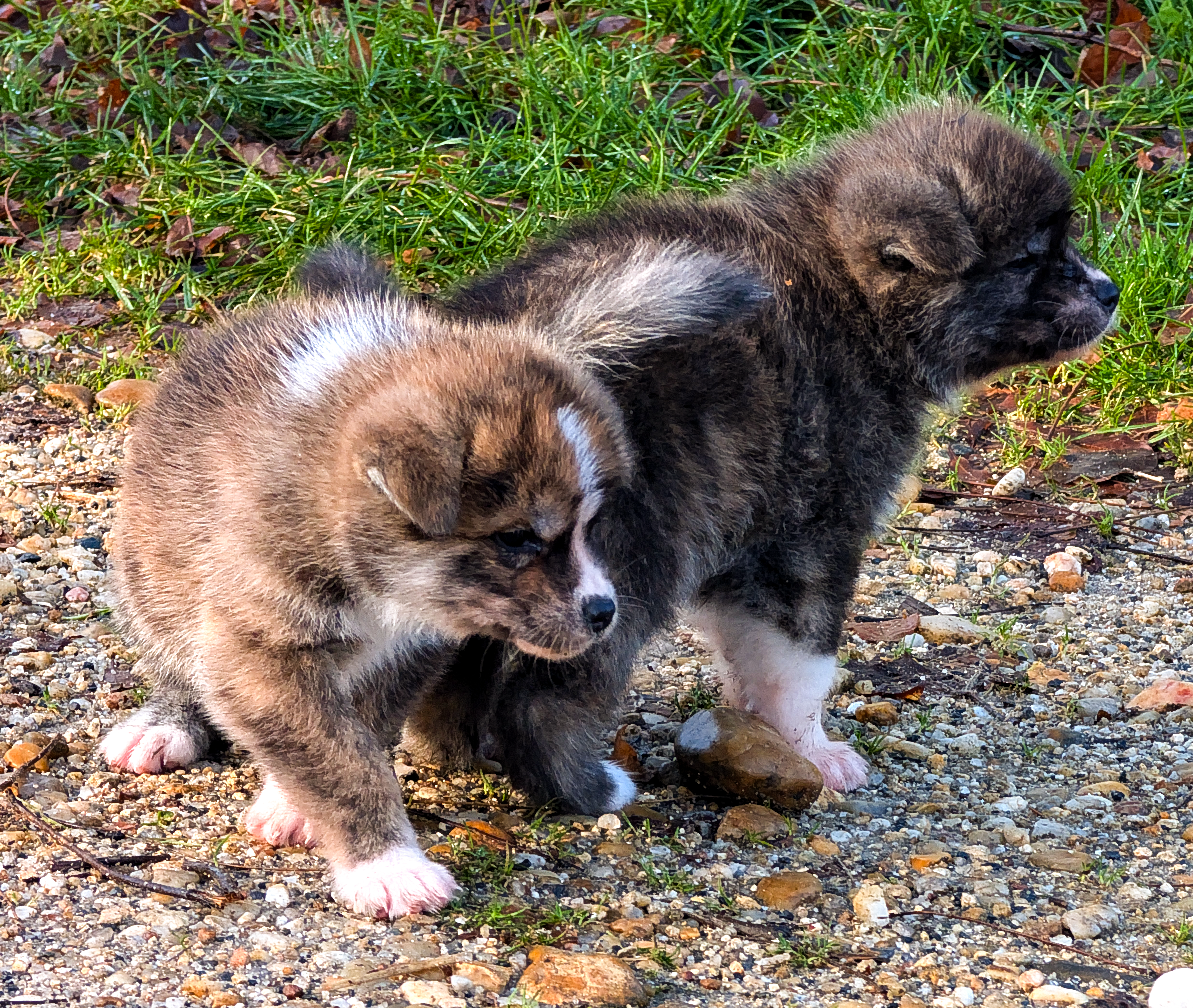 2 chiots akita inu bringés, de la même portée, âgés de 6 semaines, par akita imperial