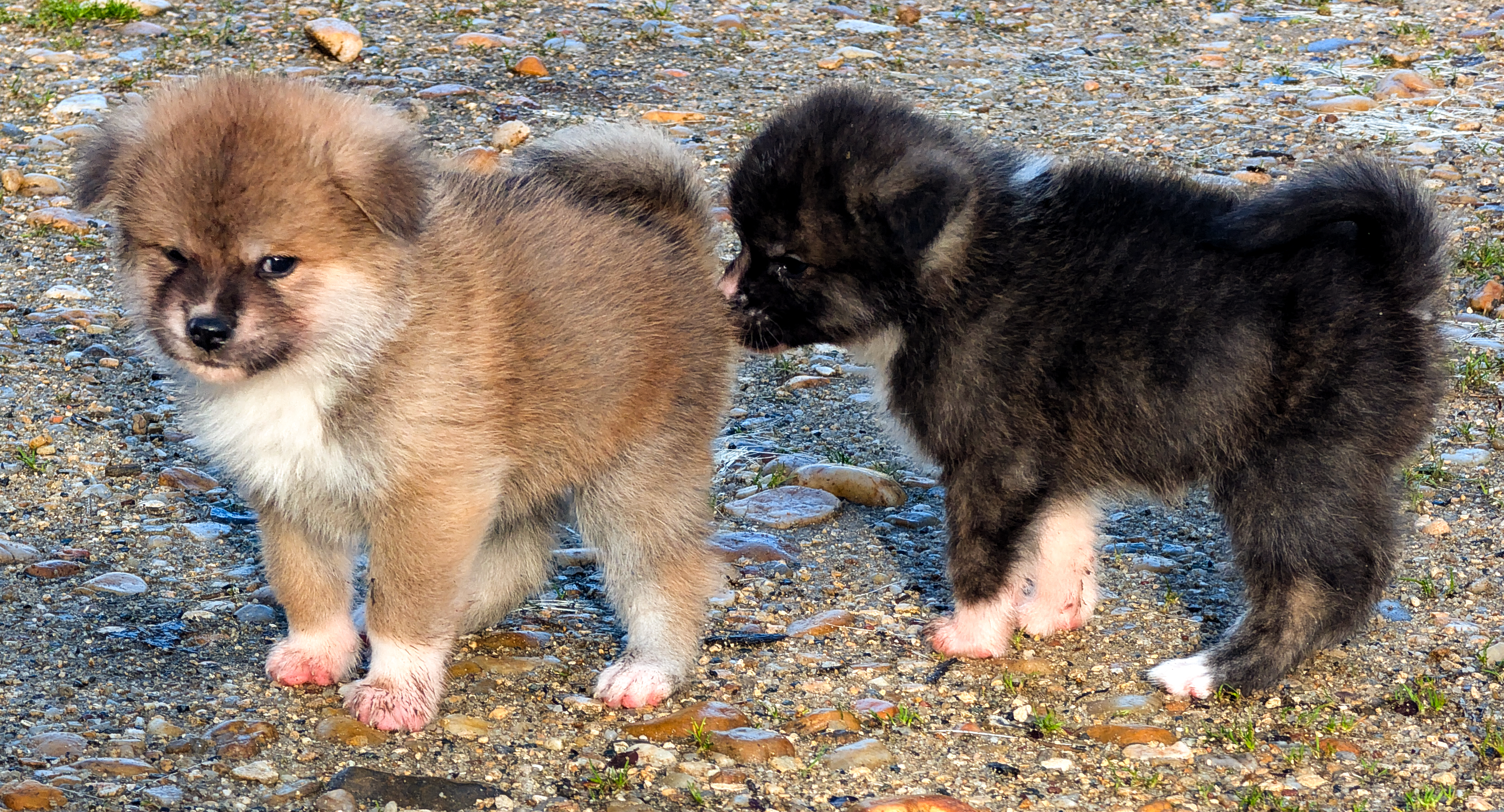 1 chiot akita inu roux et un chiot akita inu bringé bleu en extérieur