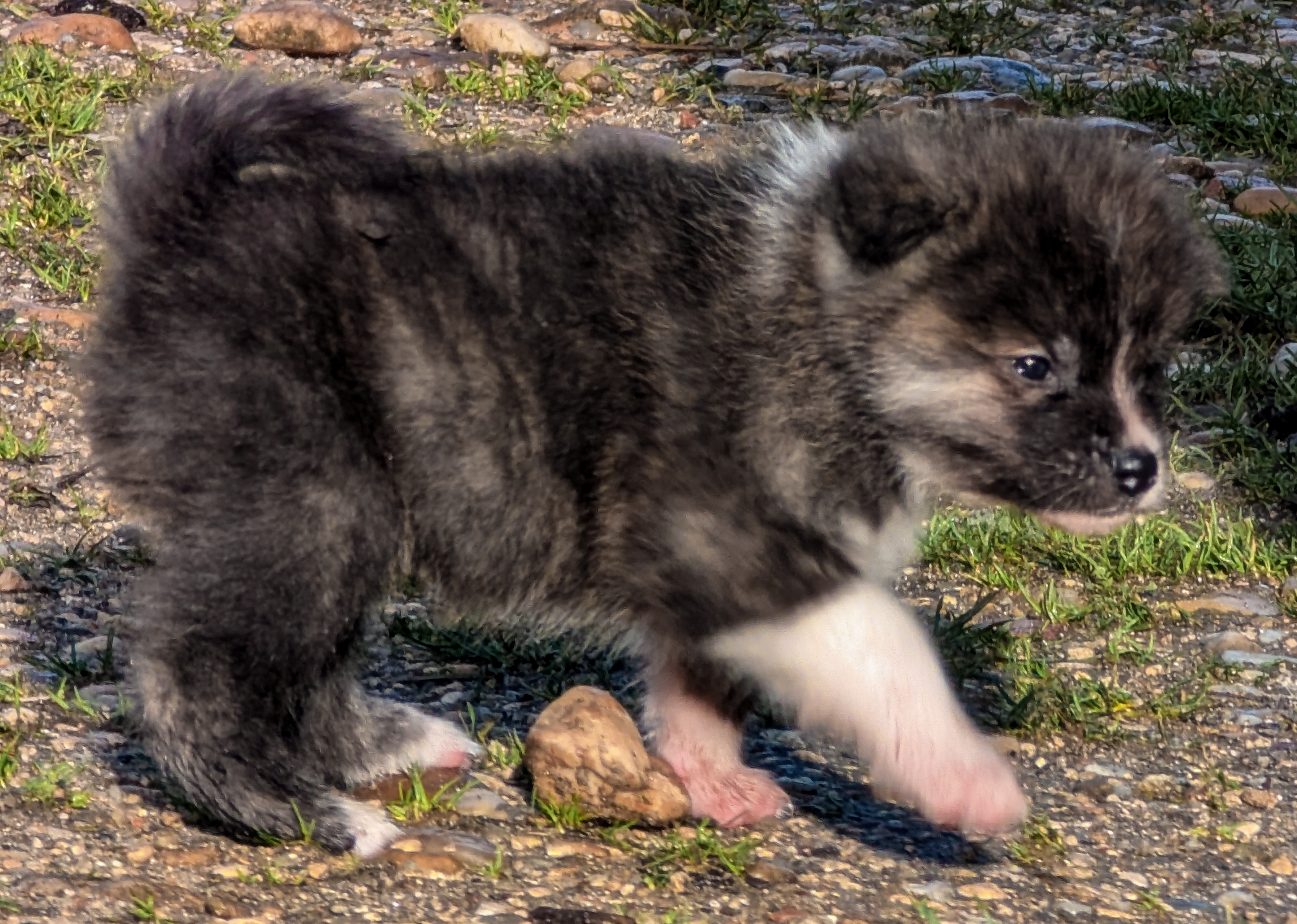 Chiot akita inu bringé bleu par akita imperial
