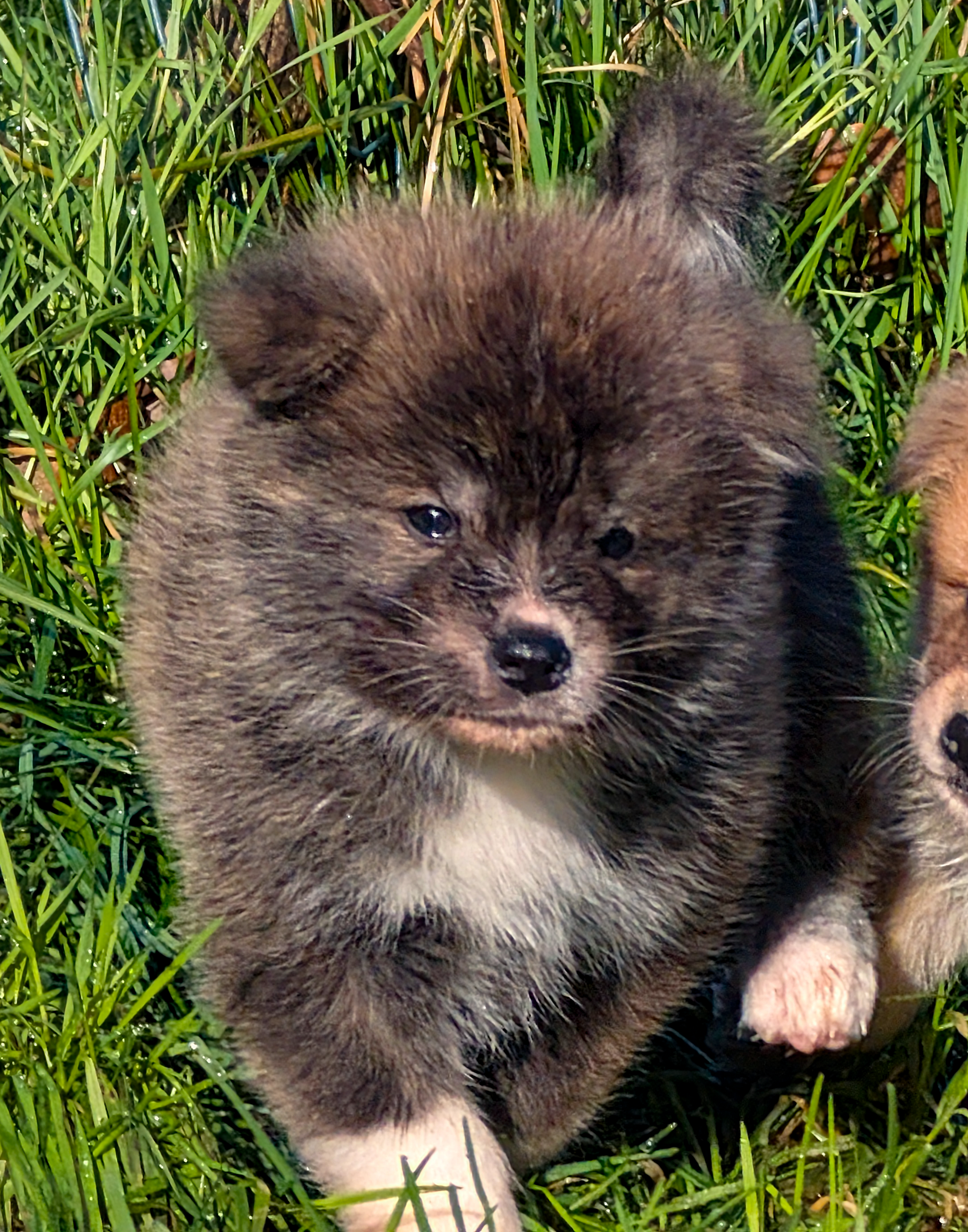 Chiot akita inu bringé au pas de course en extérieur, par akita imperial