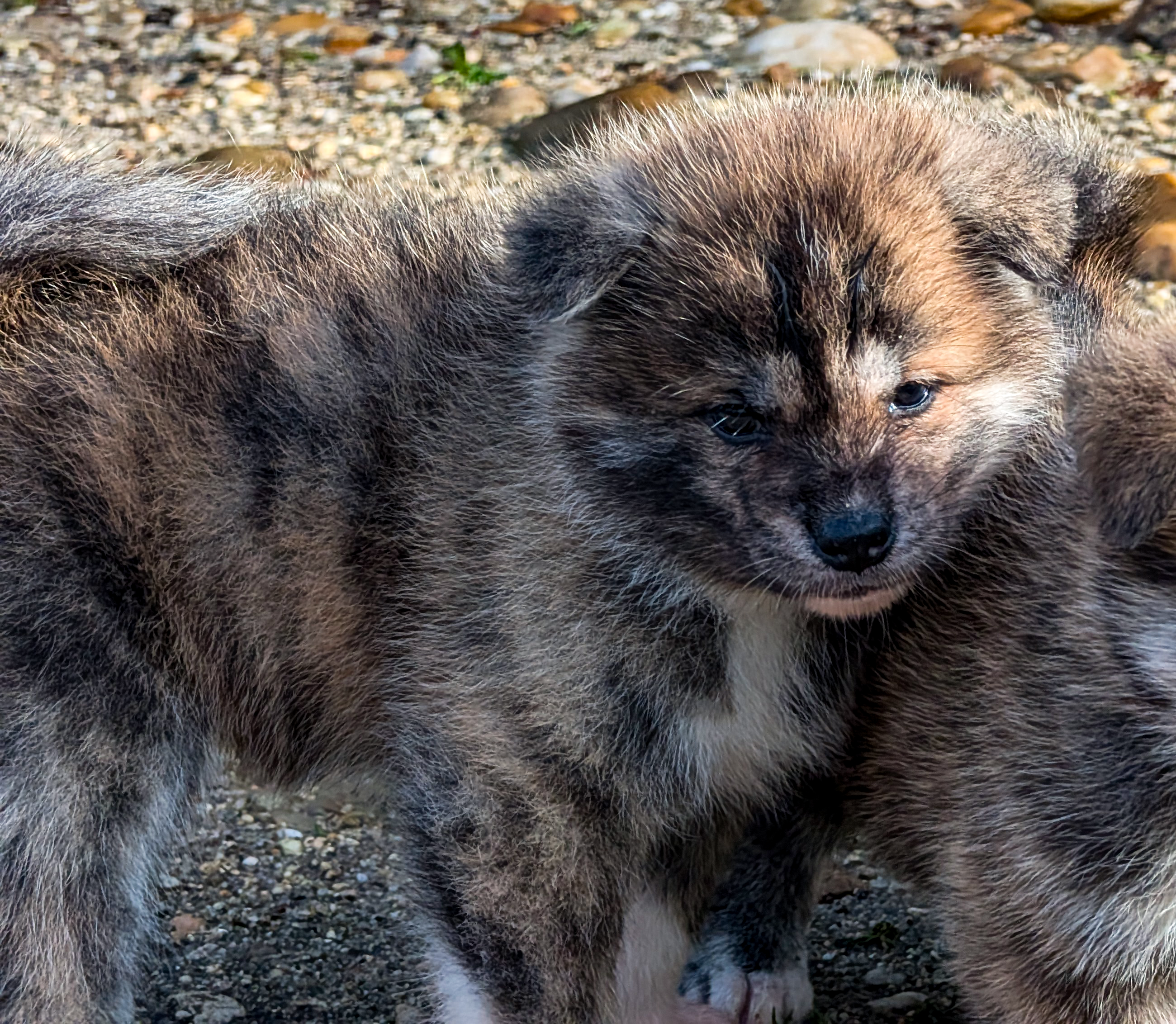 Chiot akita inu bringé avec sa fratrie, par akita imperial