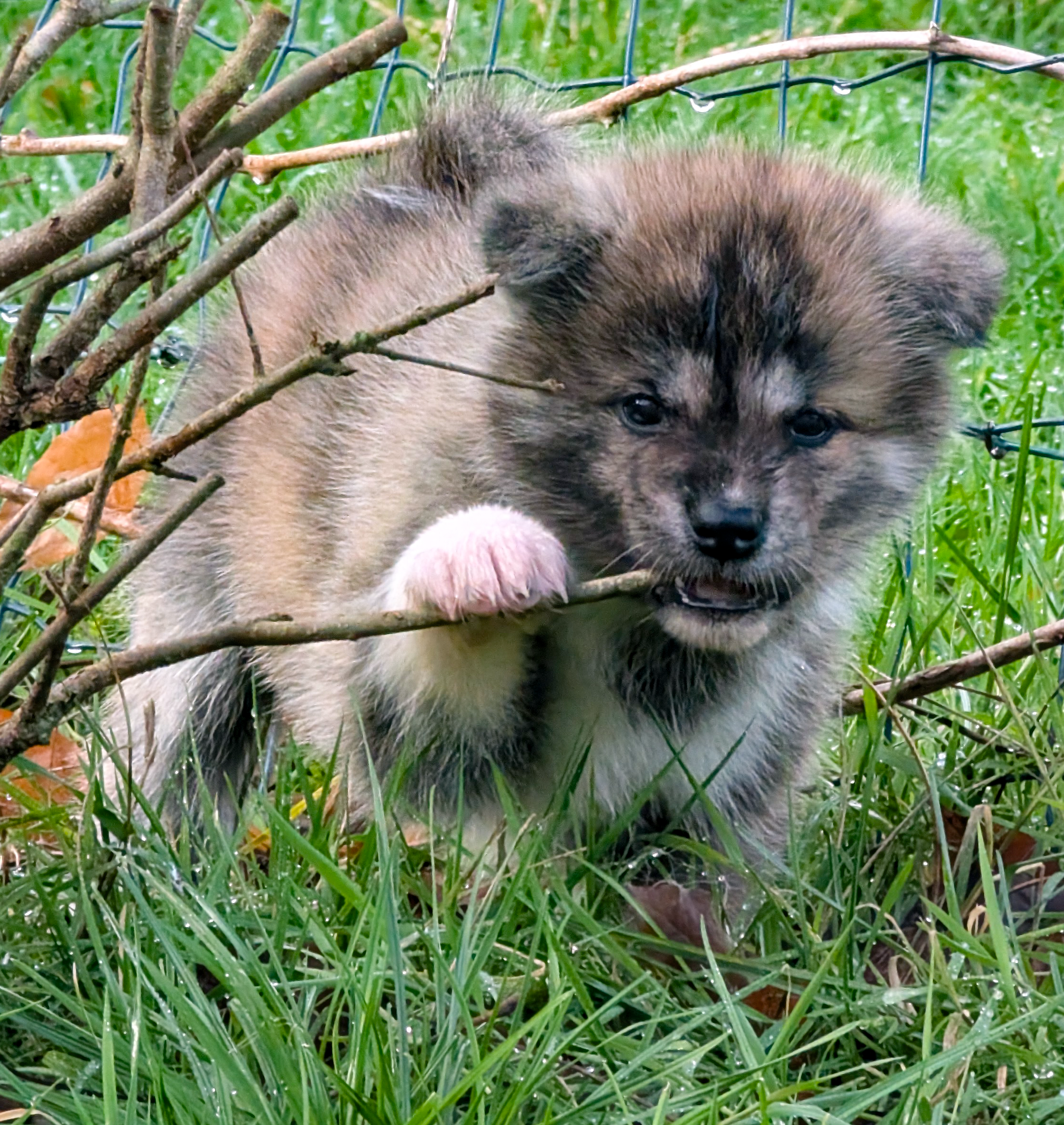 Chiot akita inu bringé mordant un branche, par akita imprerial