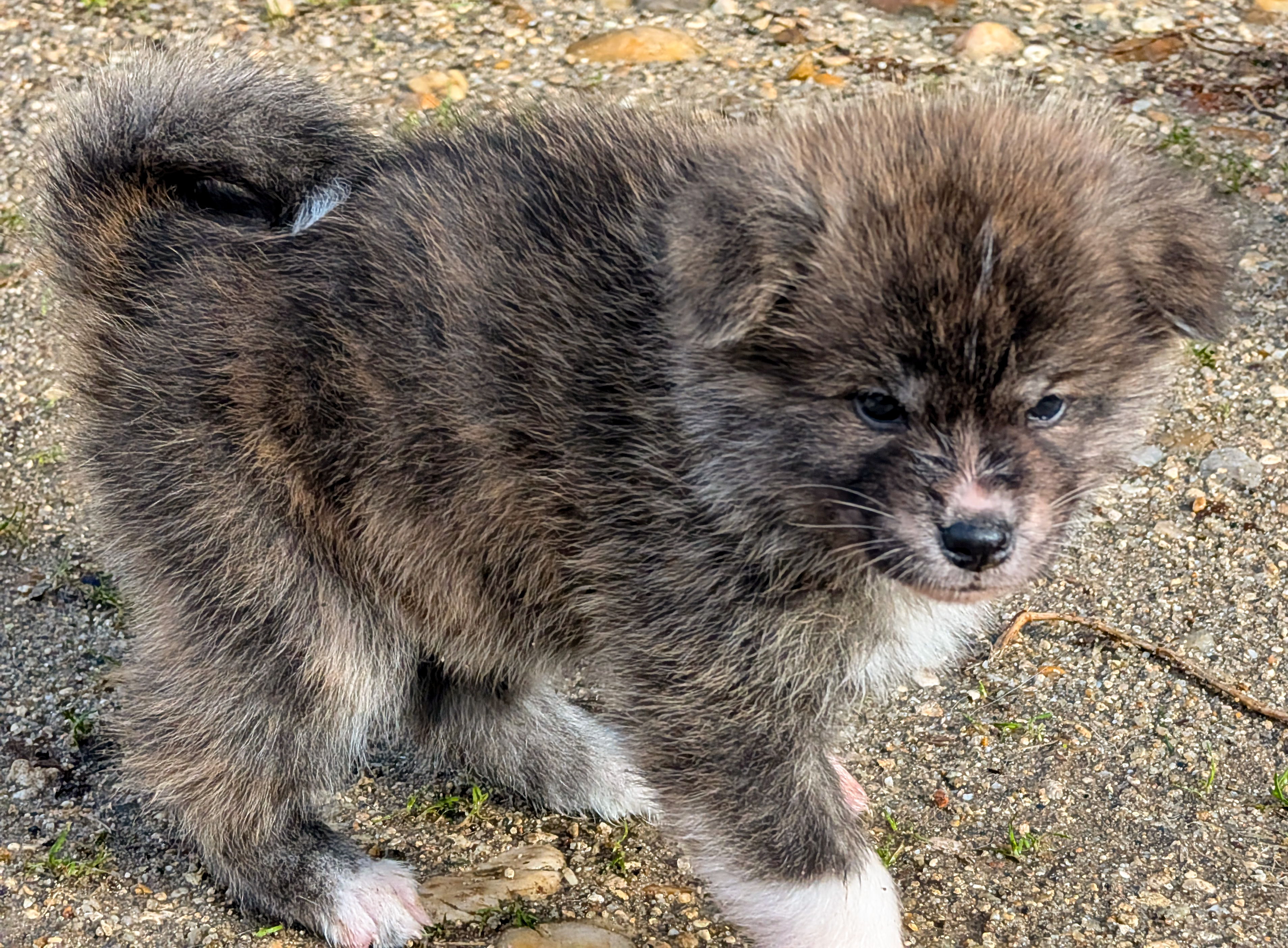 Chiot akita inu bringé de 6 semaines sur un chemin de sable, par akita imperial