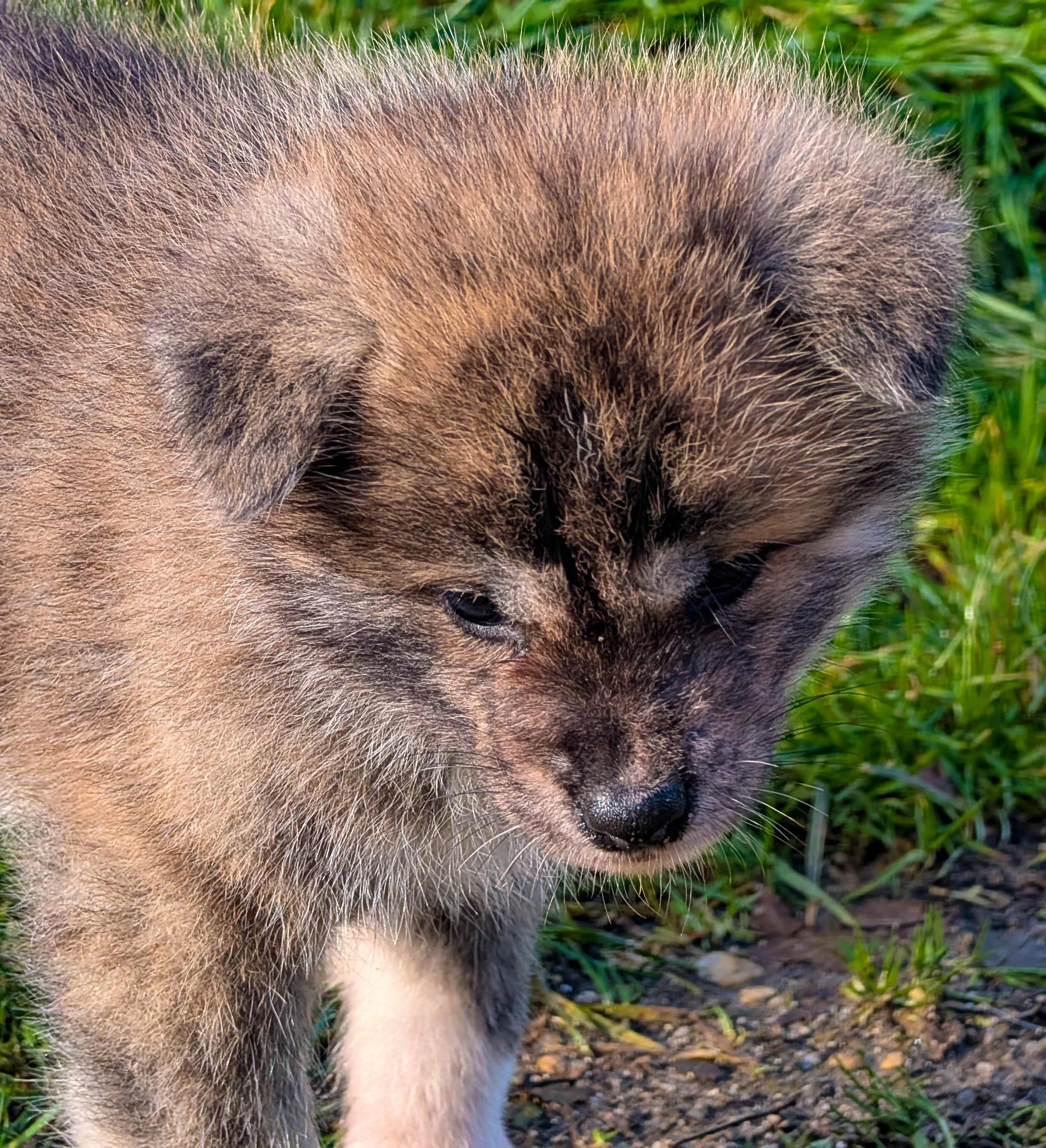Akita inu brongé roux inclinant la tête, l'air curieux, par akita imperial
