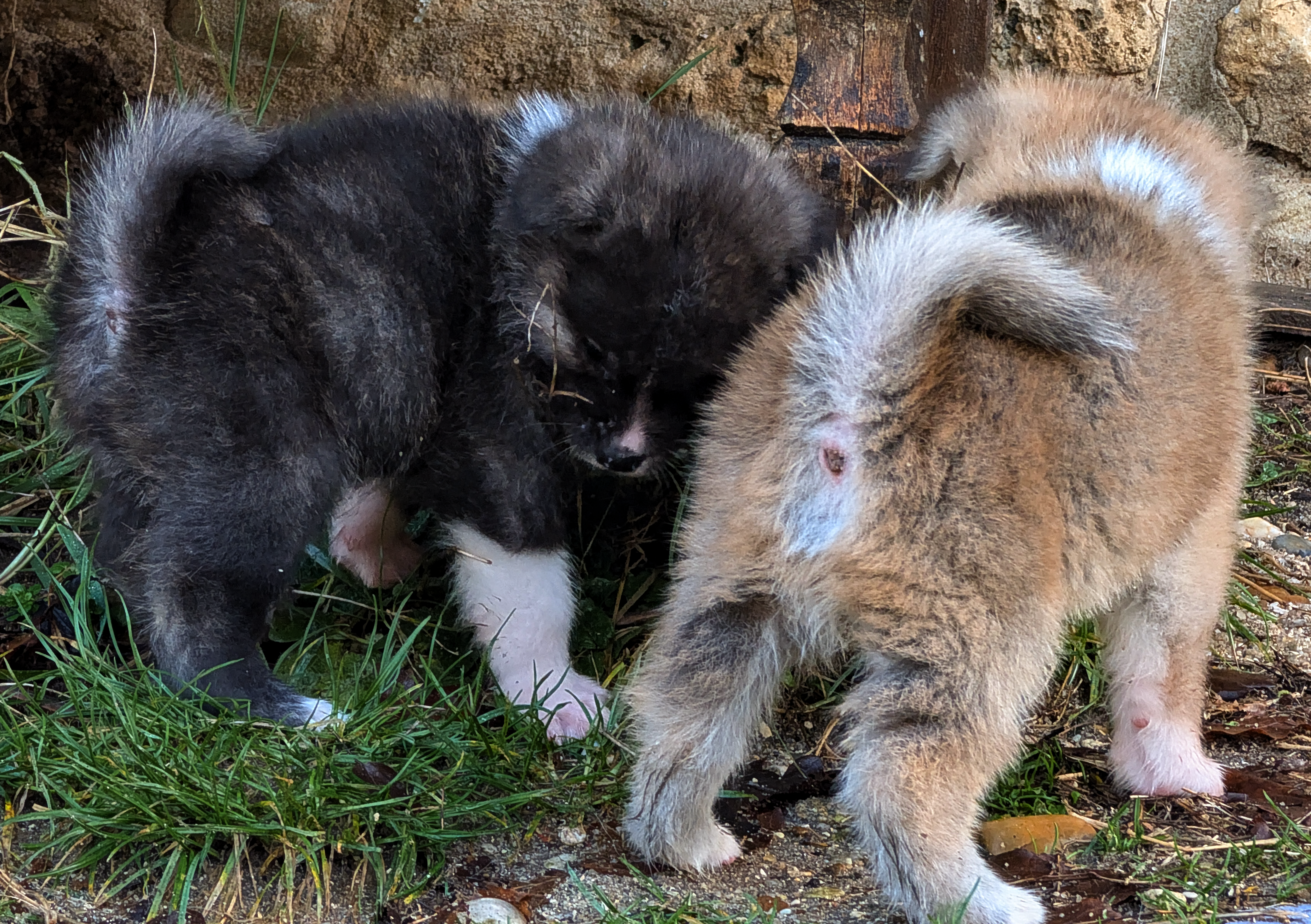1 chiot akita inu roux et 1 chiot akita inu brongé en pleine exploration, par akita imperial