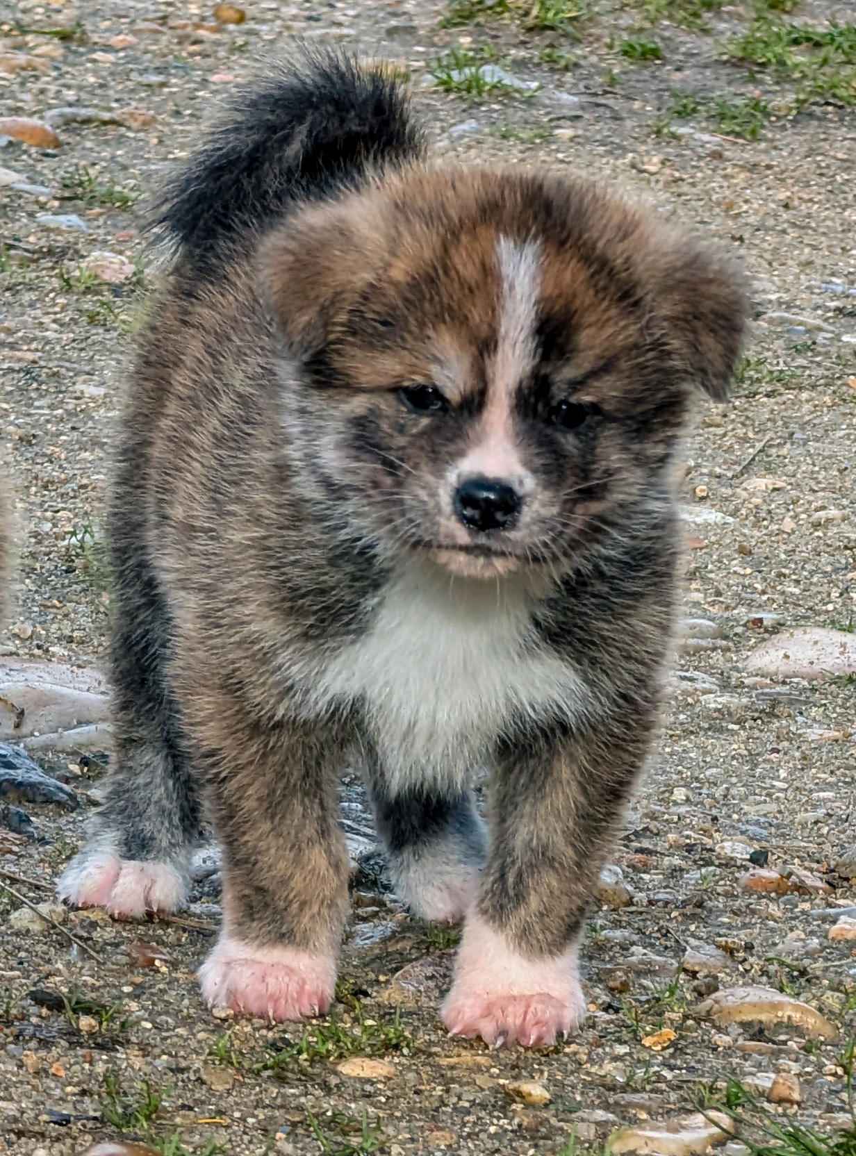 Chiot akita inu bringé roux, l'air vindicatif, par akita imperial