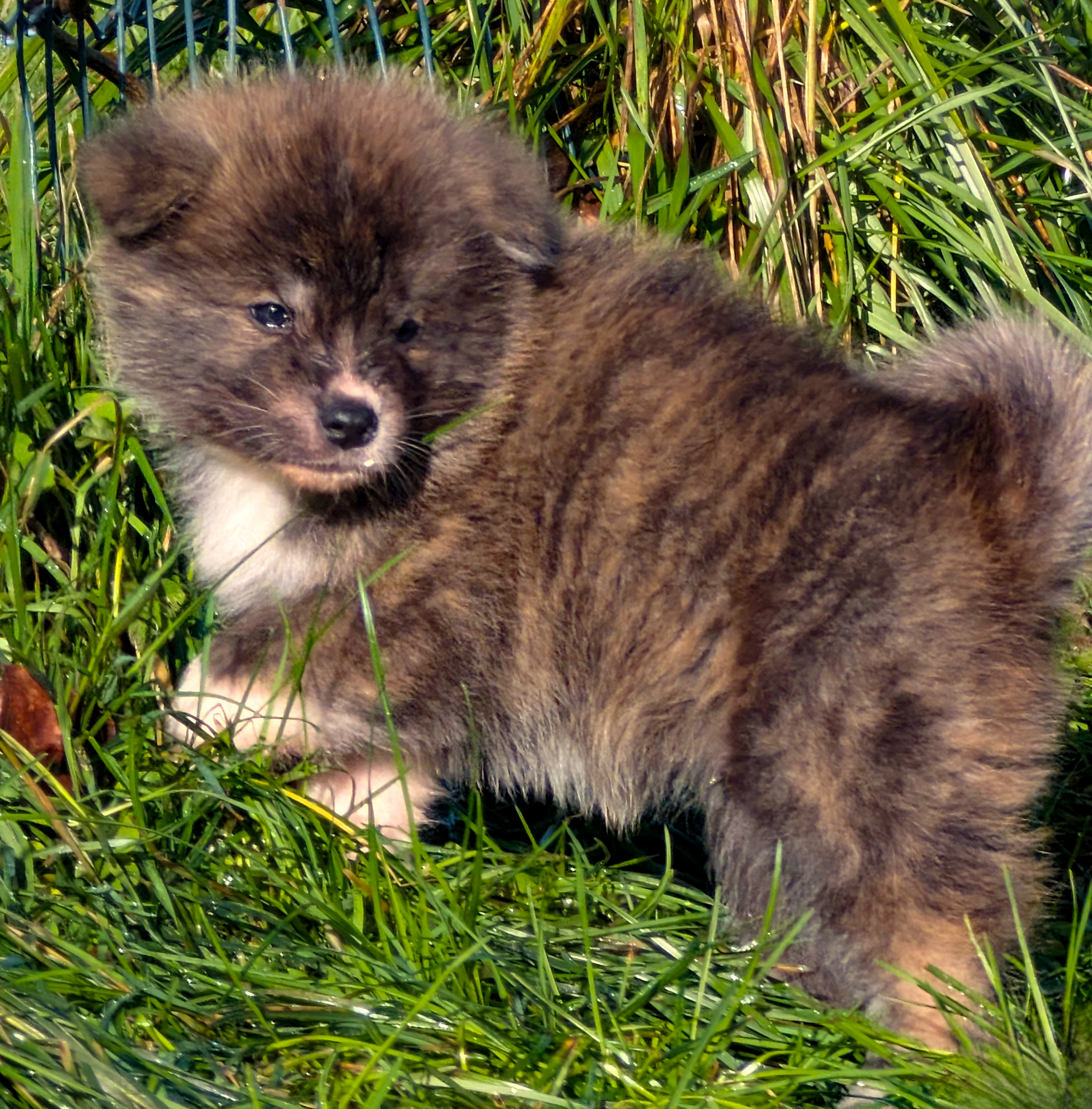 Akita inu bringé roux se tournant pour changer de direction, interpelé, par akita imperial