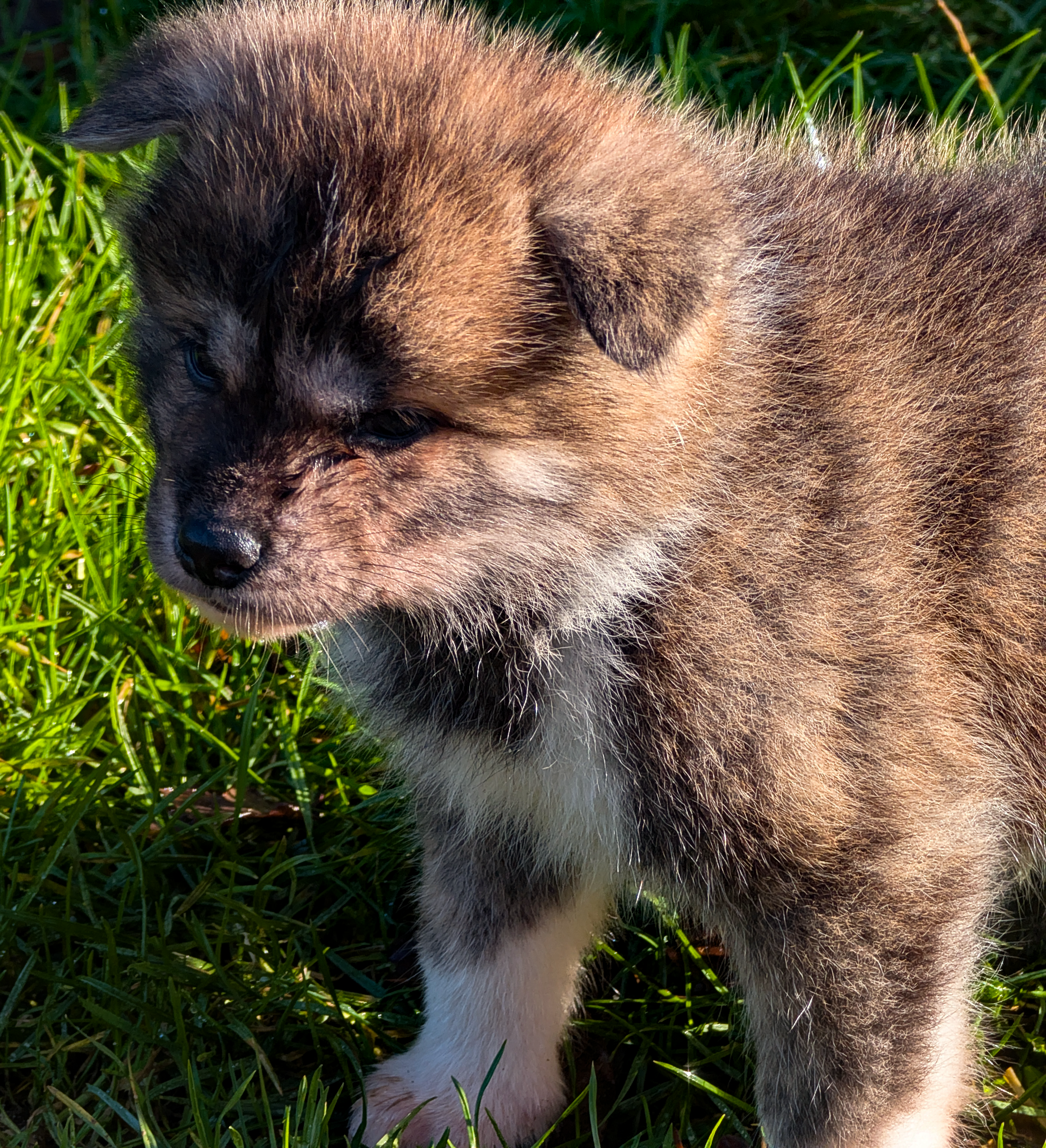 Chiot akita inu bringé roux, l'air songeur, par akita imperial