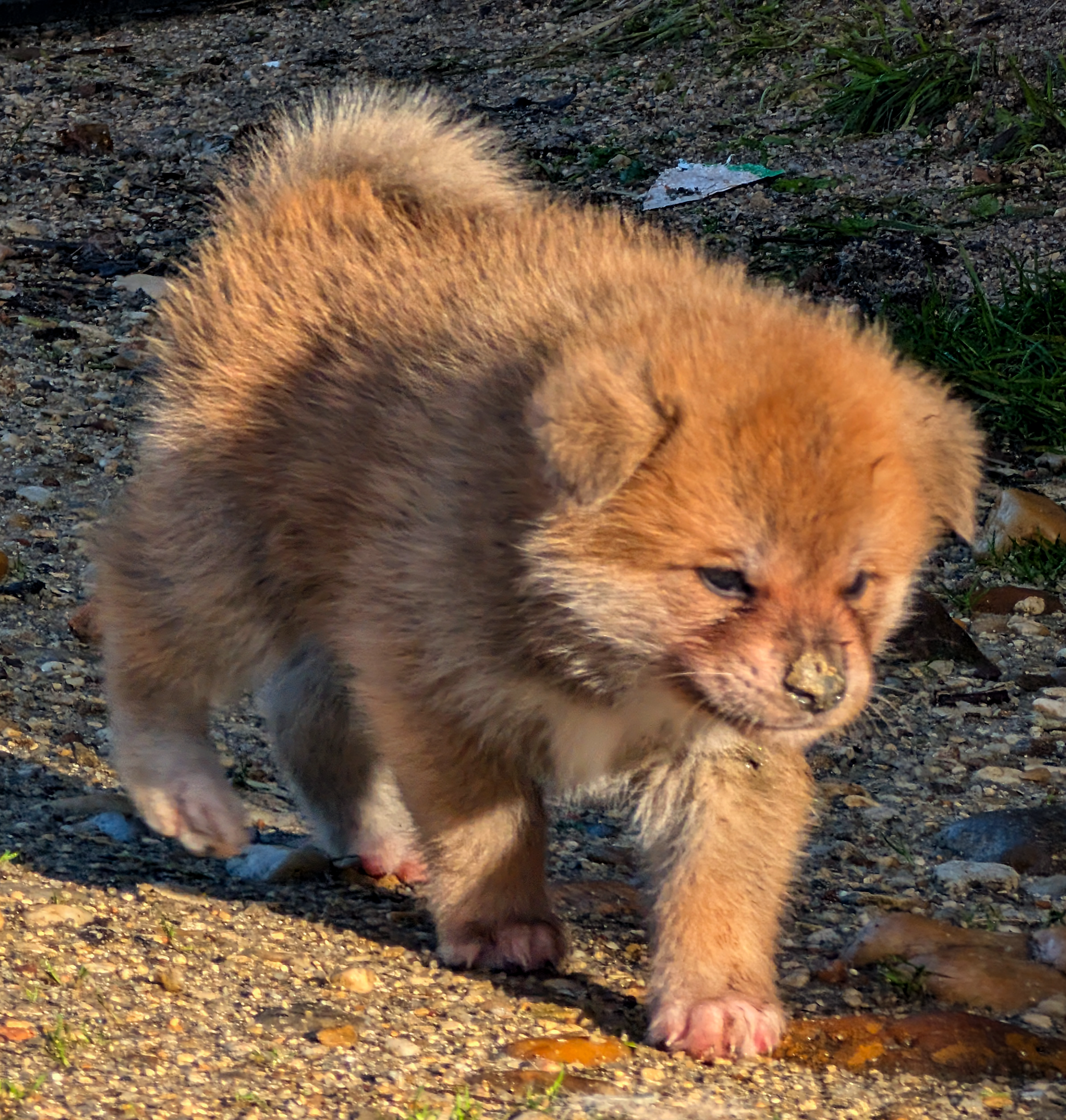 Chiot akita inu roux à la chasse aux lézards, par akita imperial
