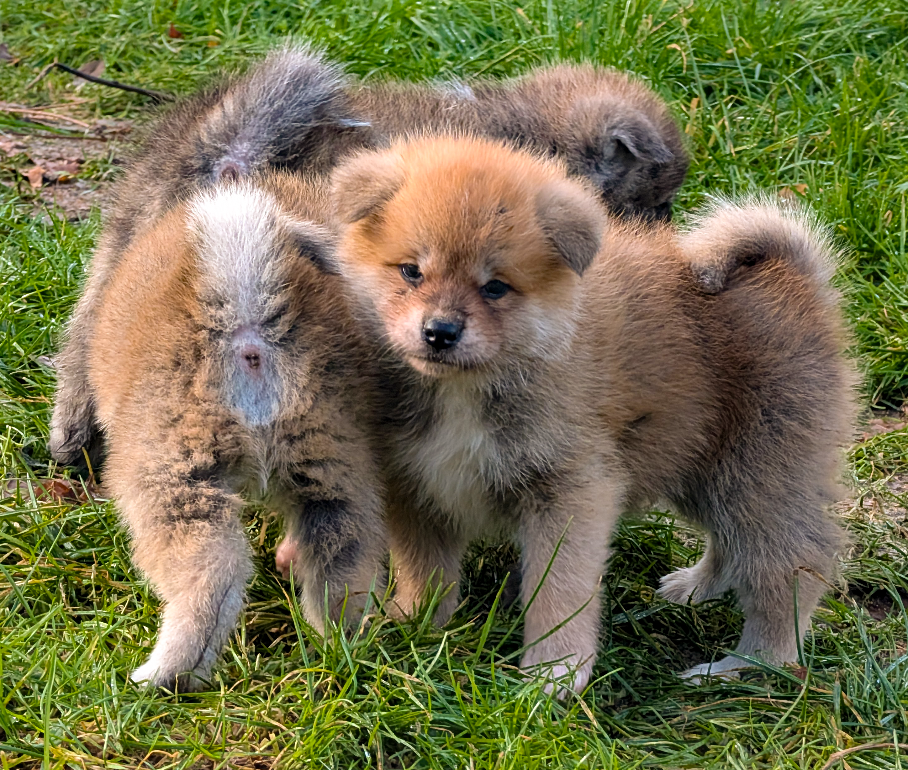 Tir groupé de chiots akita inu, par akita imperial