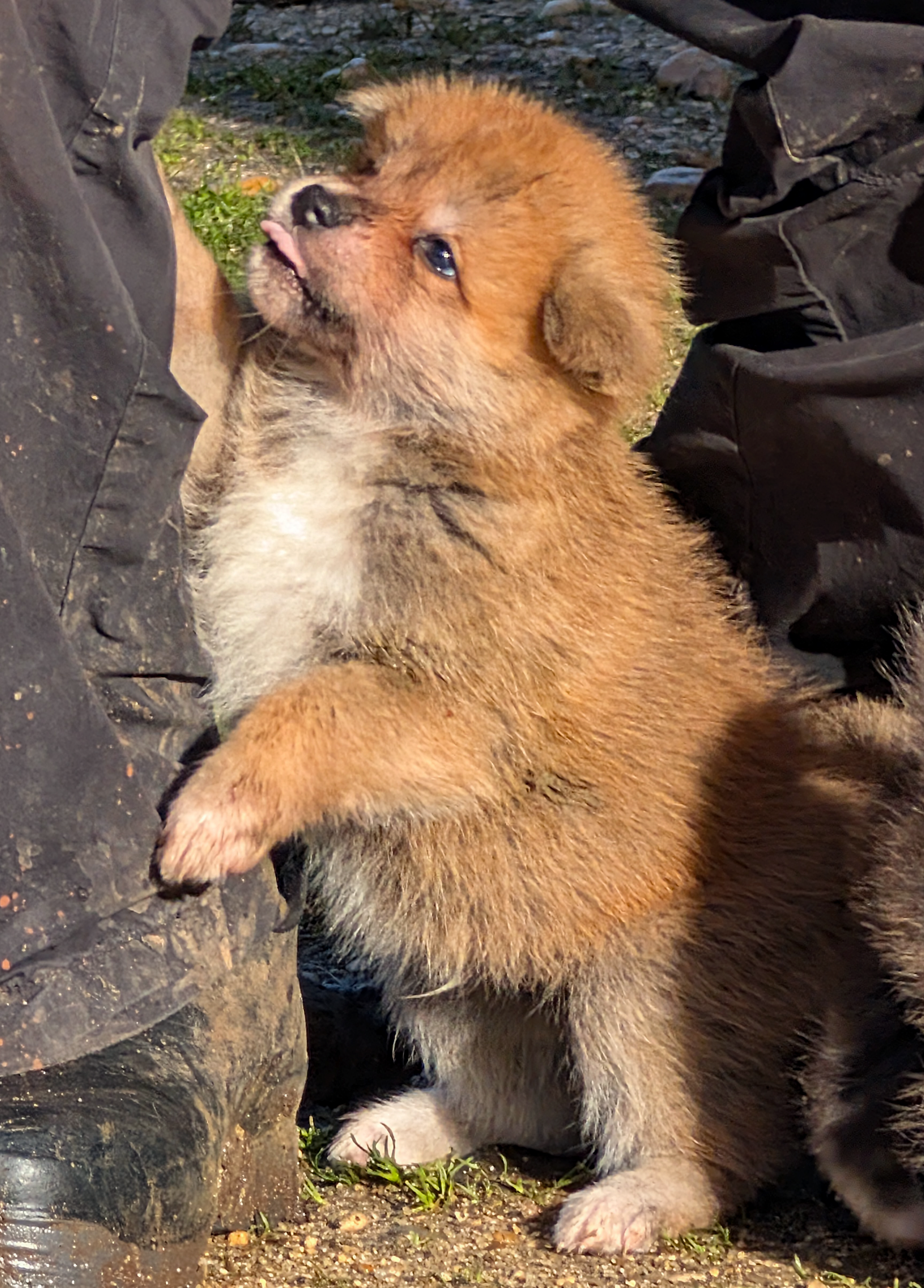 Chiot akita inu roux de 6 semaines qui salue son éleveur, par akita imperial