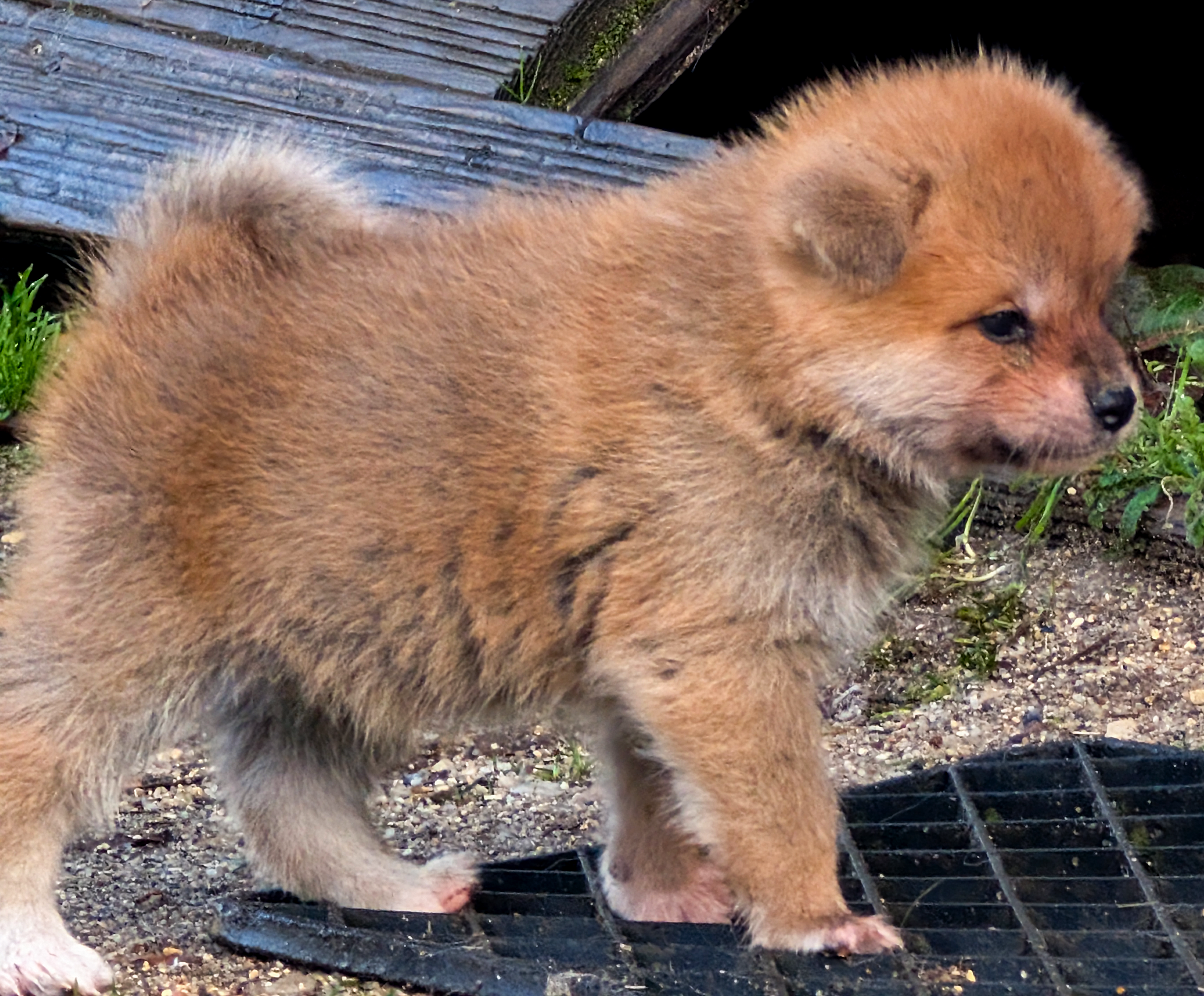 Chiot akita inu roux debout et de profil, âgé de 6 semaines, par akita imperial