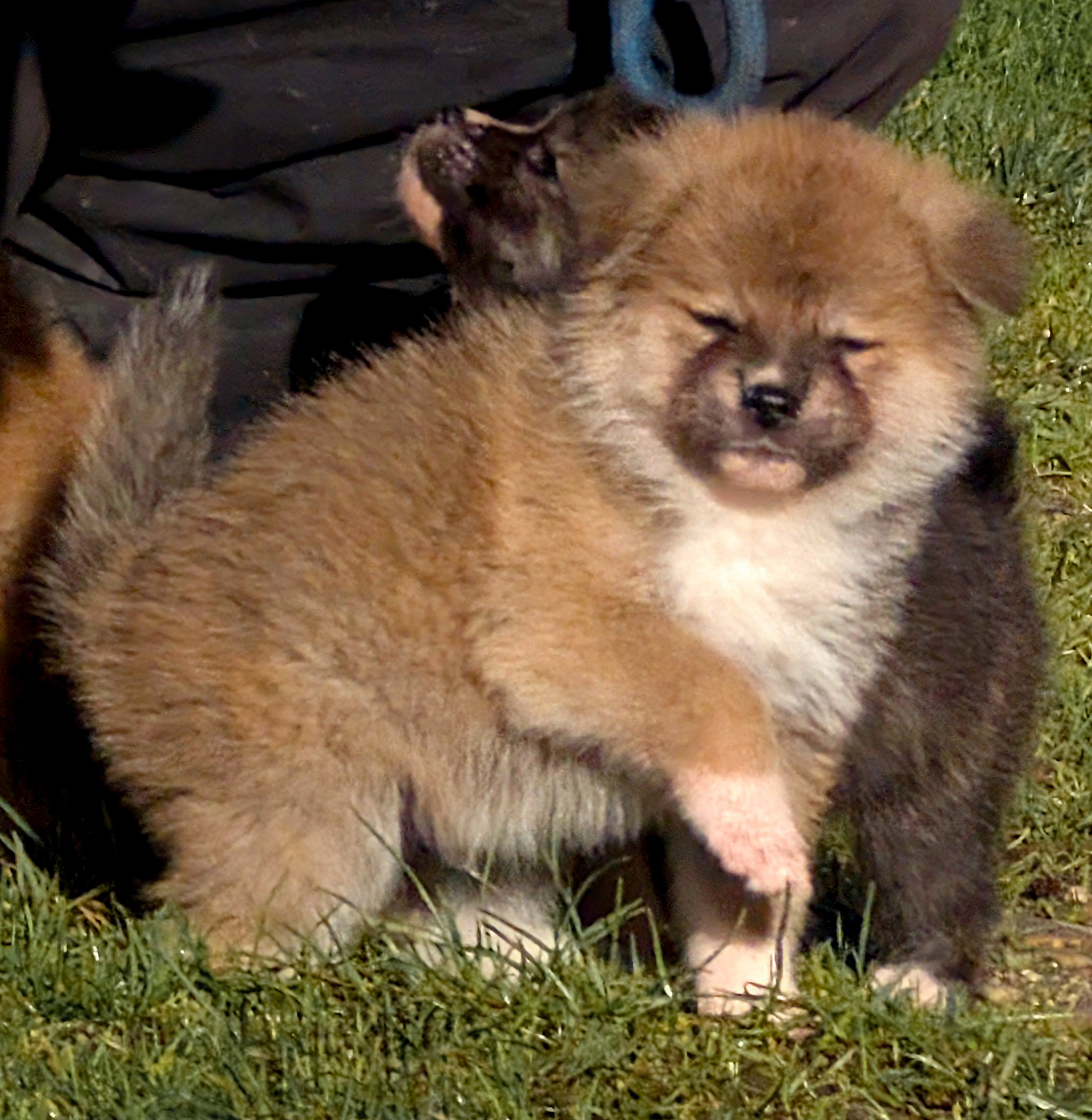 Chiot akita inu roux, les yeux entrouverts au soleil levant, par akita imperial