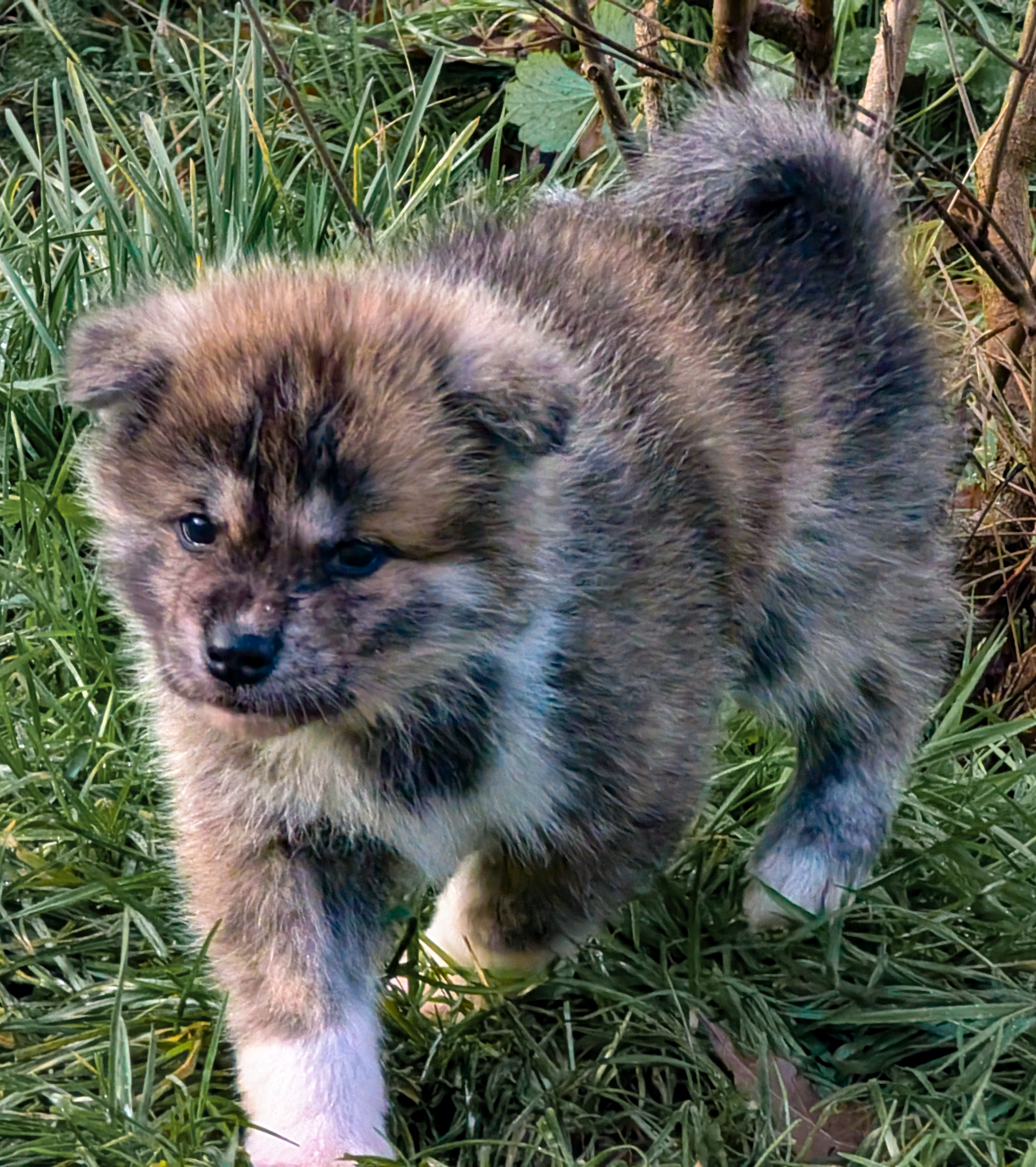 Chiot akita inu bringé en extérieur, par akita imperial