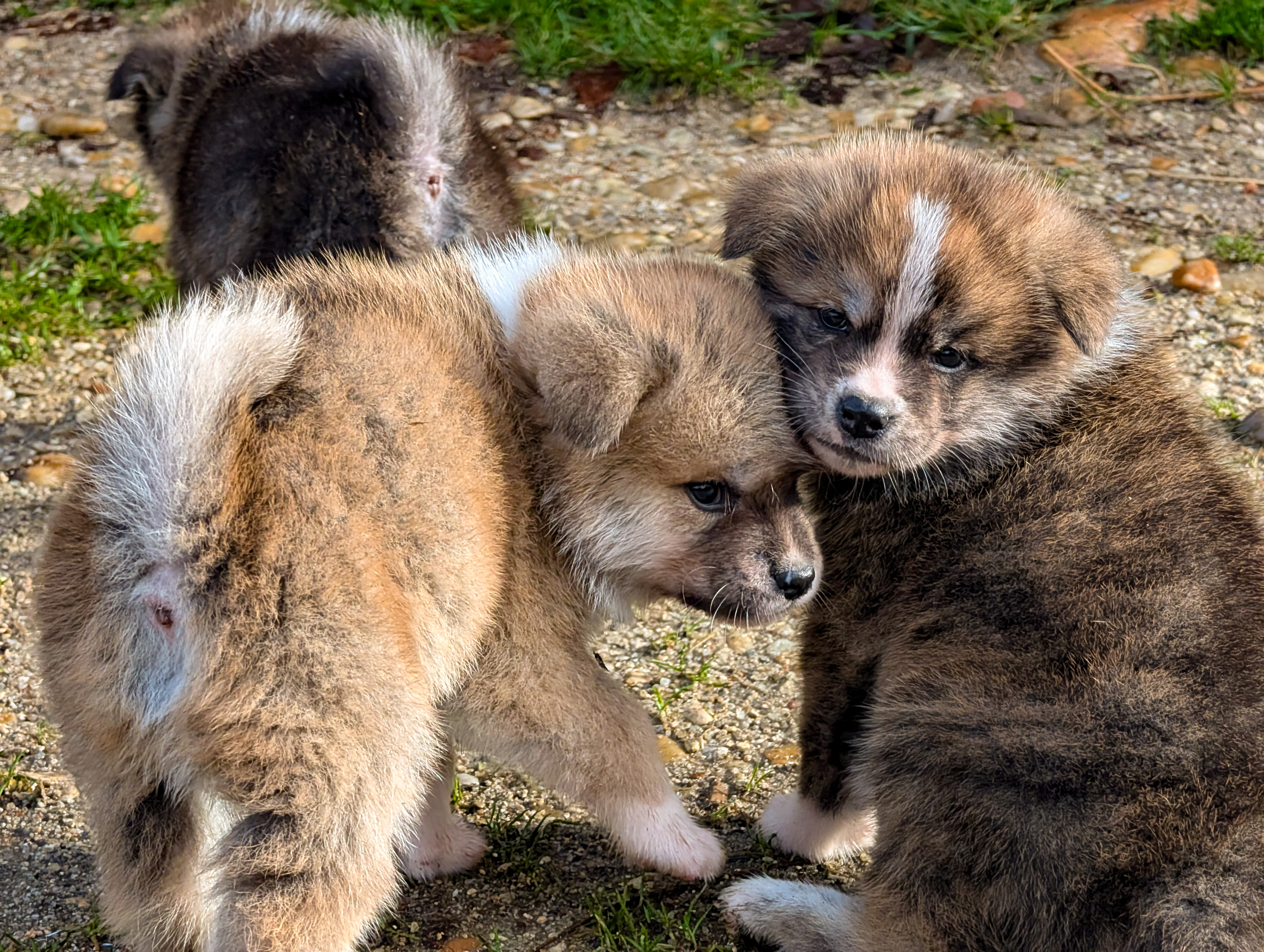 2 chiots akita inu de 6 semaines, par akita imperial