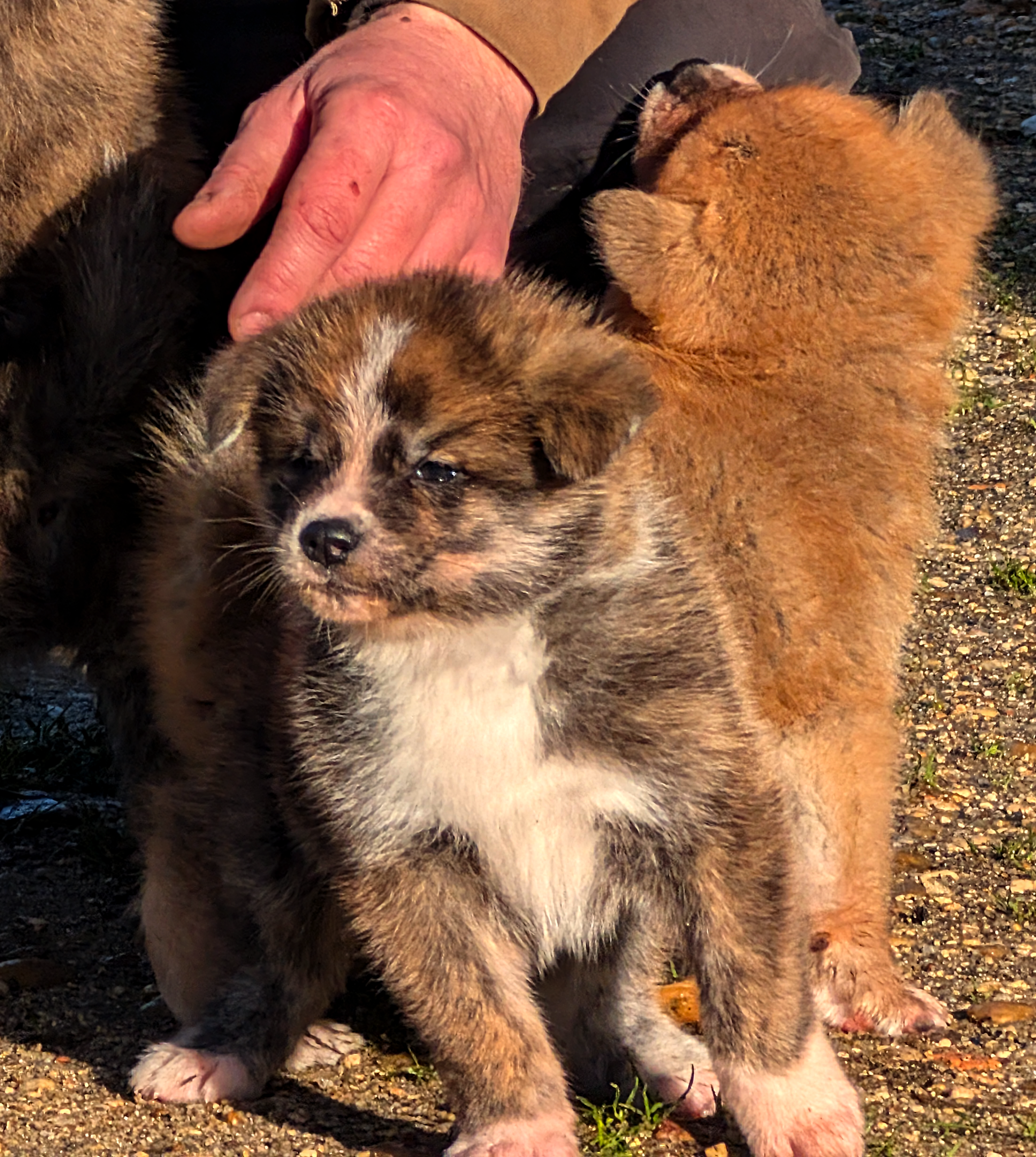 Chiot akita inu femelle, par akita imperial