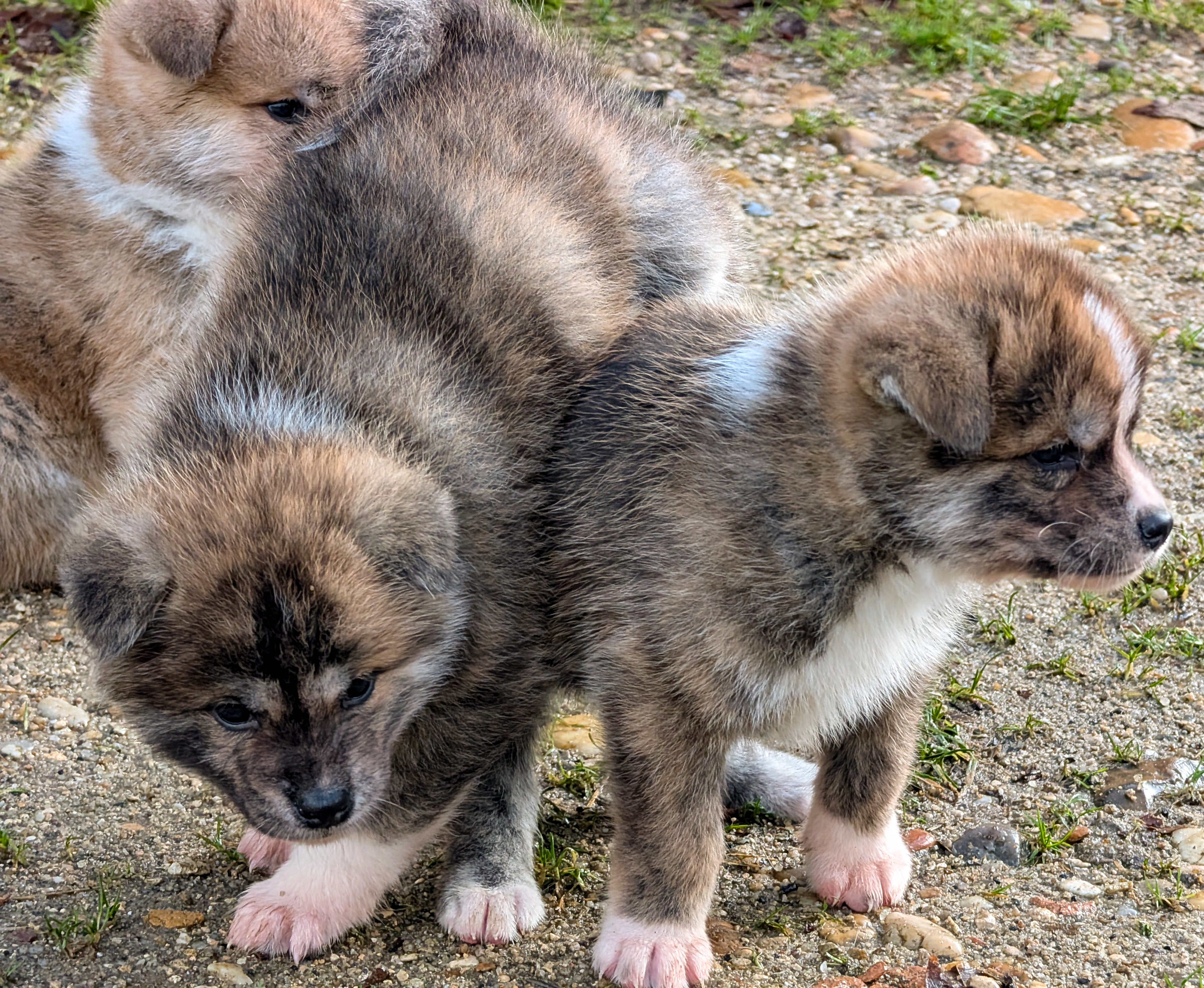 2 chiots akita inu bringé-roux, par akita imperial