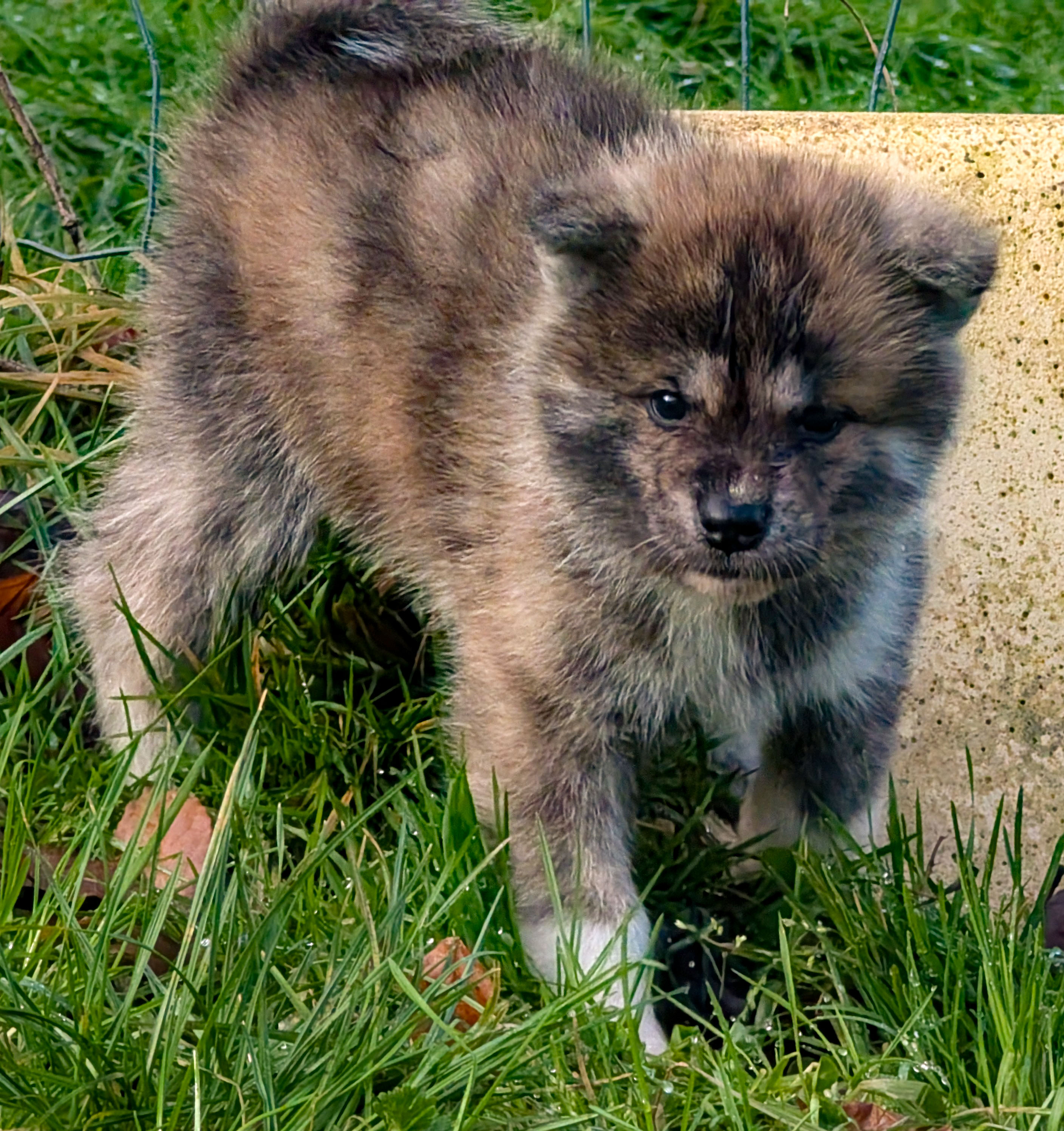 Chiot akita inu bringé à la recherche d'une bêtise à faire, par akita imperial