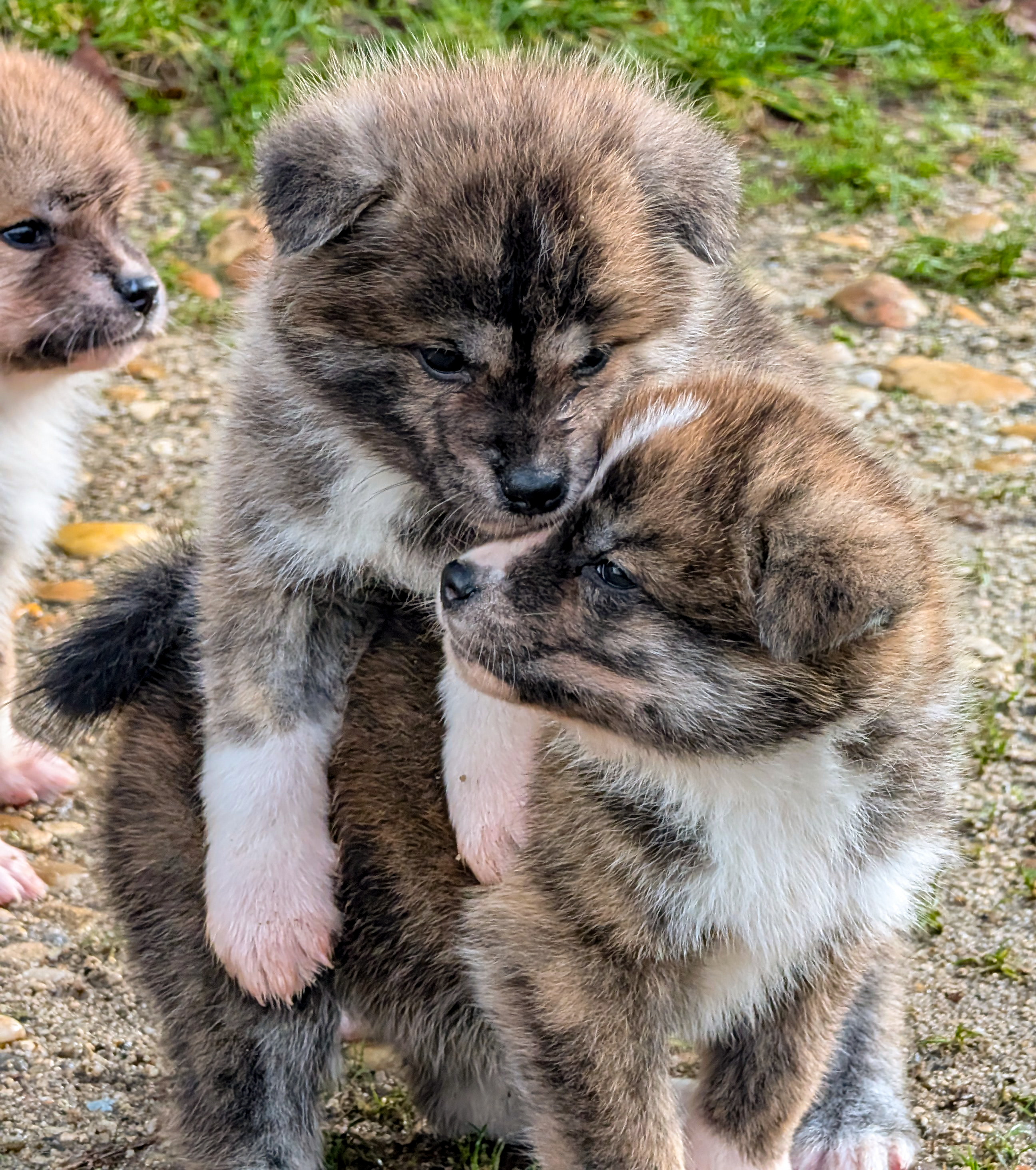 2 chiots akita inu qui se brouillent, par akita imperial