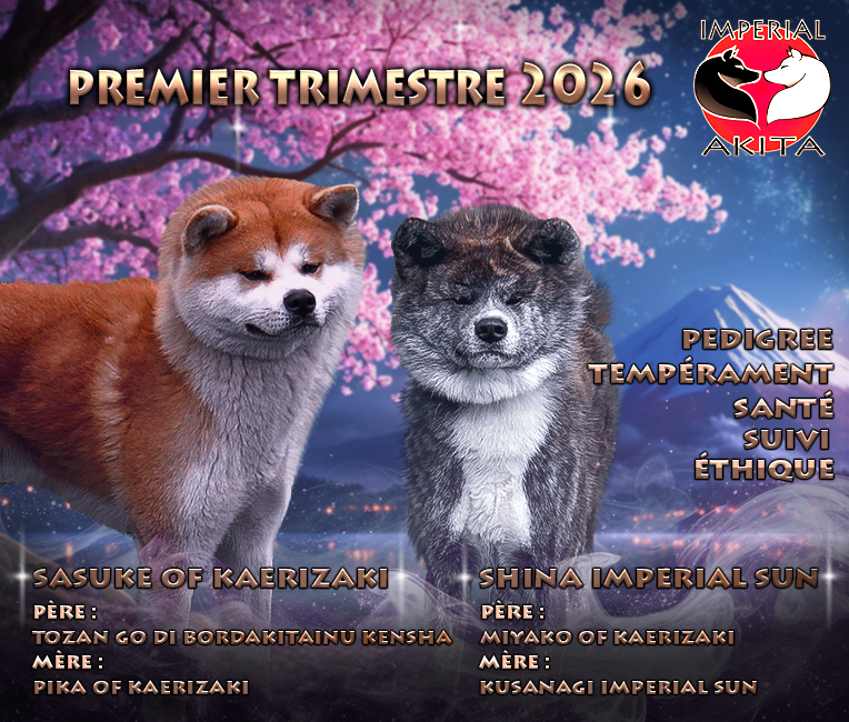 Annonce des prochaines portées par akita imperial, mariage Sasuke of Kaerizaki et Shina Imperial Sun