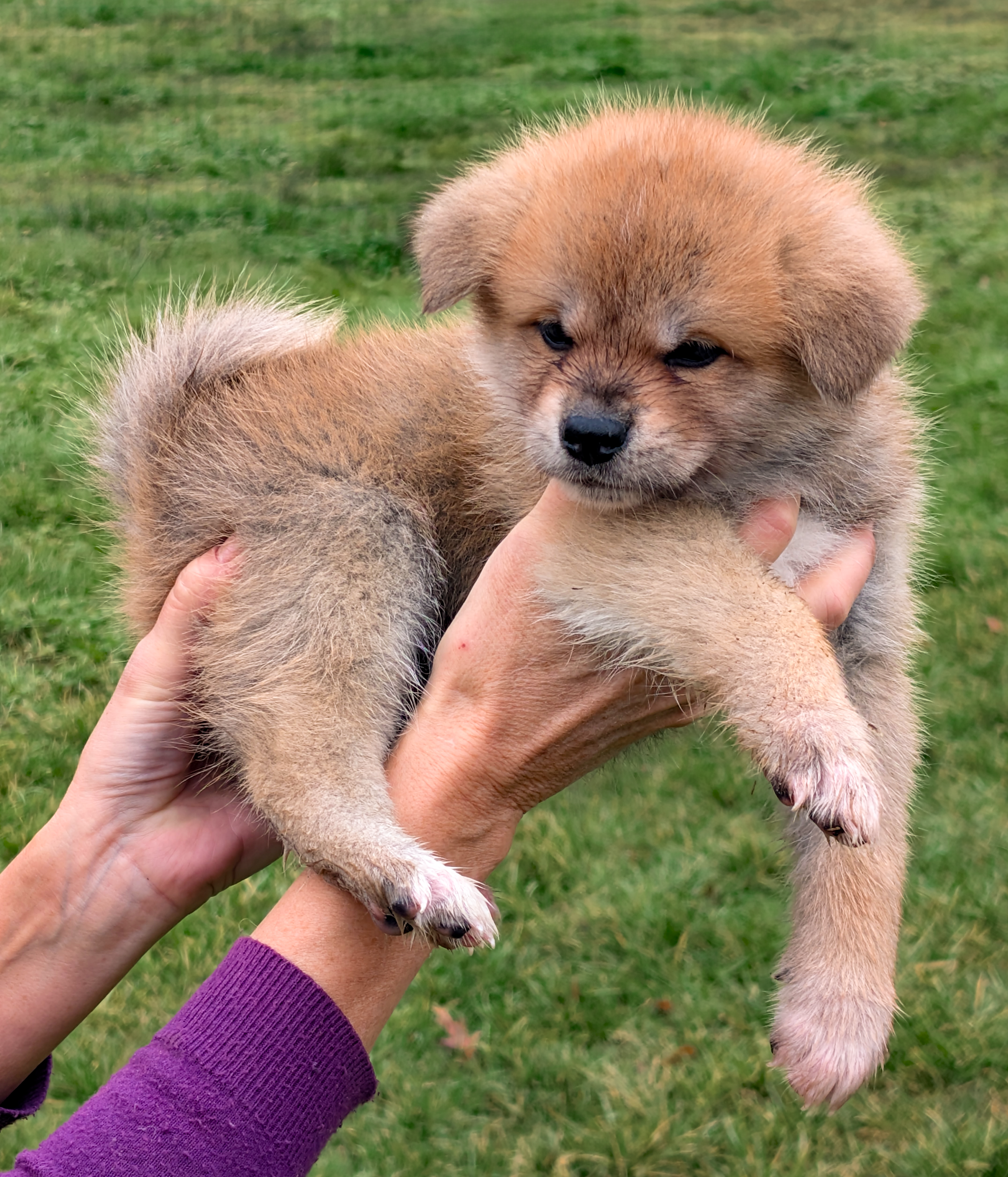 Chiot akita inu roux, porté à bout de bras, photo indiviuelle, par akita imperial