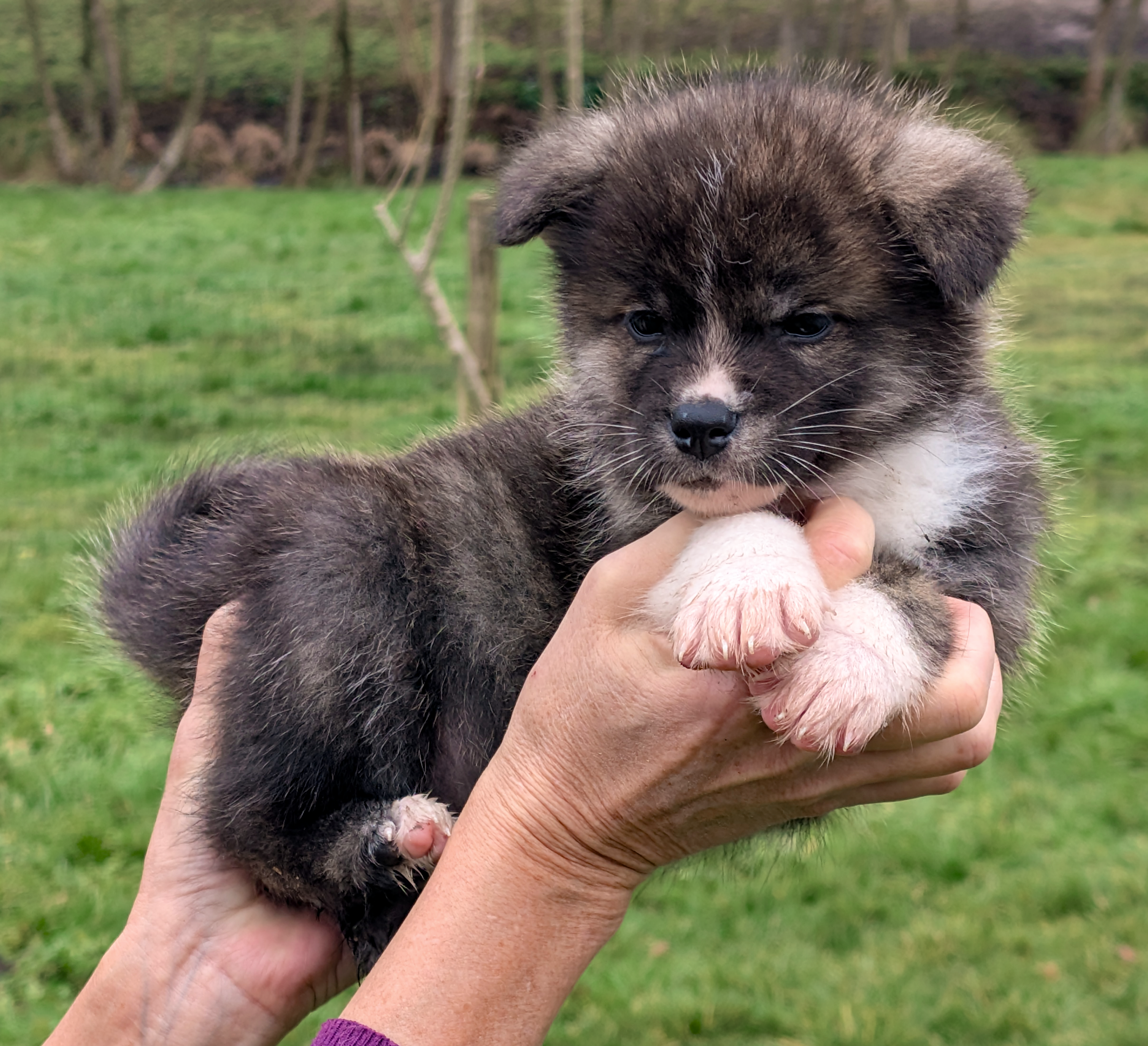 Chiot akita inu bringé, porté à bout de bras, photo indiviuelle, par akita imperial