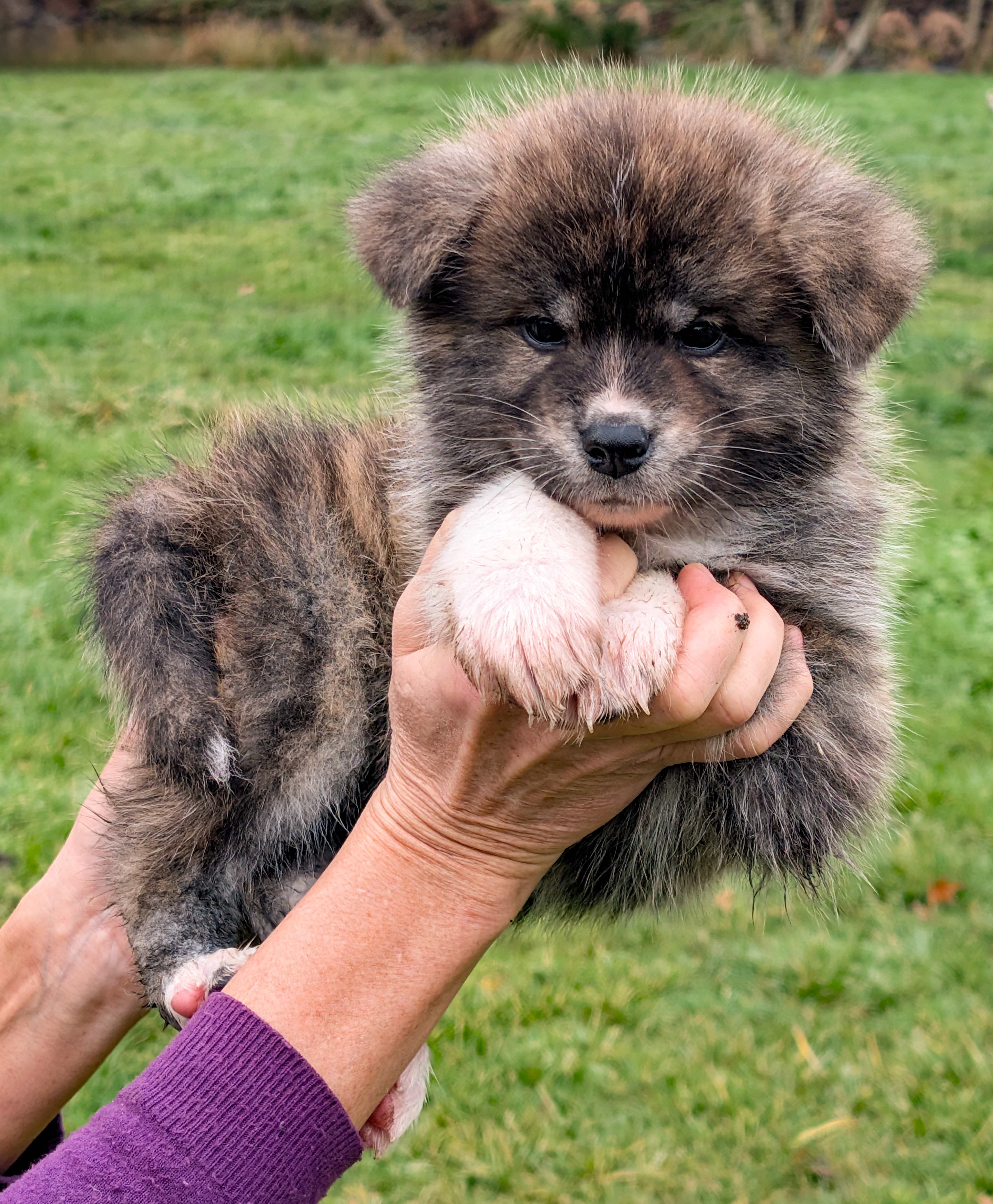 Chiot akita inu bringé, porté à bout de bras, photo indiviuelle, par akita imperial