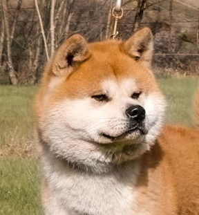 Tête majestueuse Akita Inu mâle roux - Sasuke of Kaerizaki - Étalon à l'ossature puissante - Élevage Akita Imperial