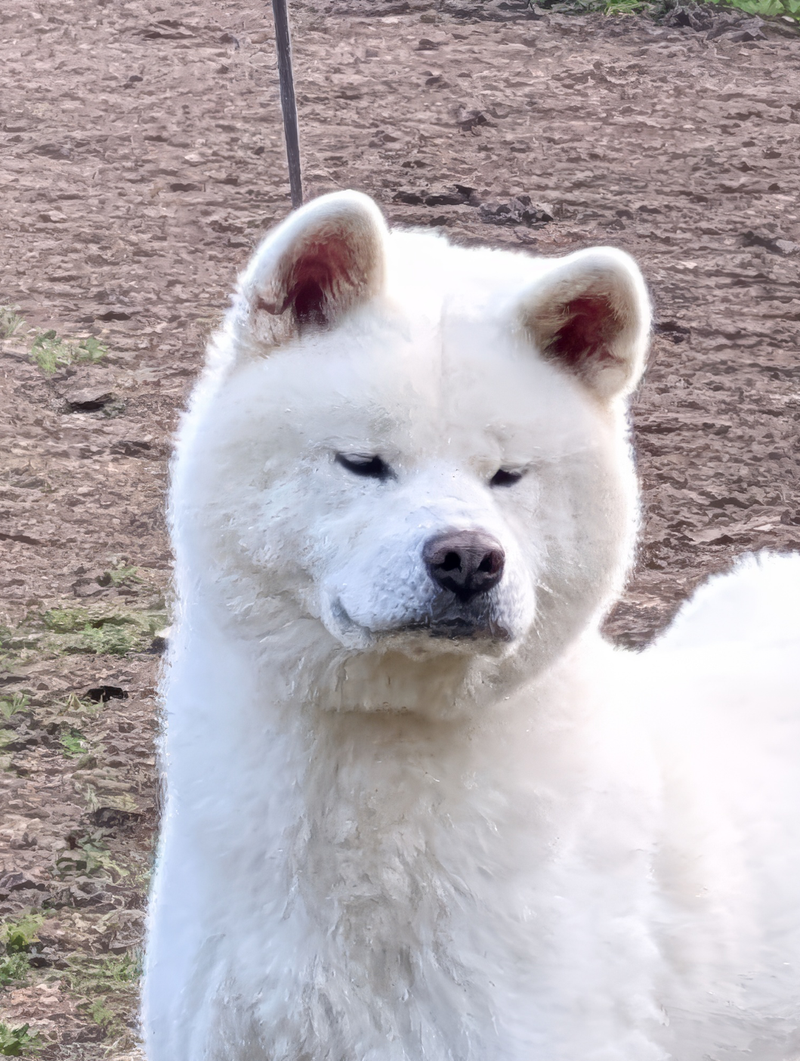 Tête majestueuse Akita Inu mâle blanc- Ranshinmaru go des fidèles Akita ken - Étalon à l'ossature puissante - Élevage Akita Imperial