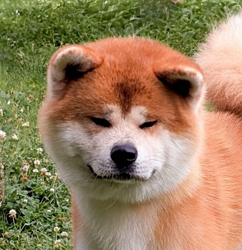 Tête expressive Akita Inu roux Akaneiro Go Of Kamino Ken - Transmet la sympathie à sa descendance