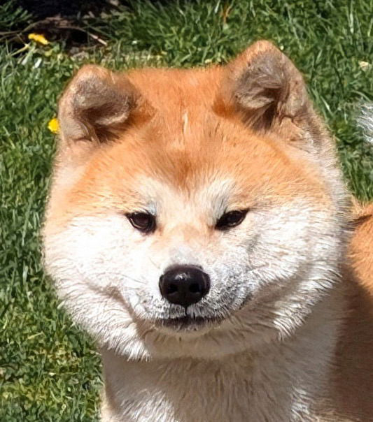 Femelle Akita Inu Rousse - Nakayama Imperial Sun - Construction et allures - Akita Imperial