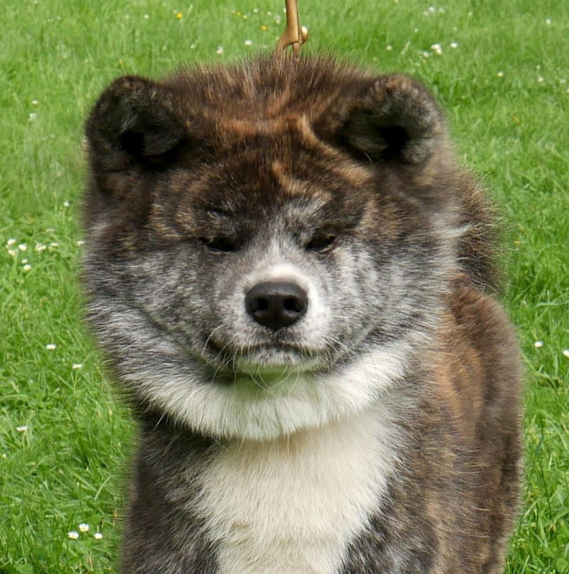 Lice reproductrice Akita Inu - Shina Imperial Sun - Sélection caractère et beauté