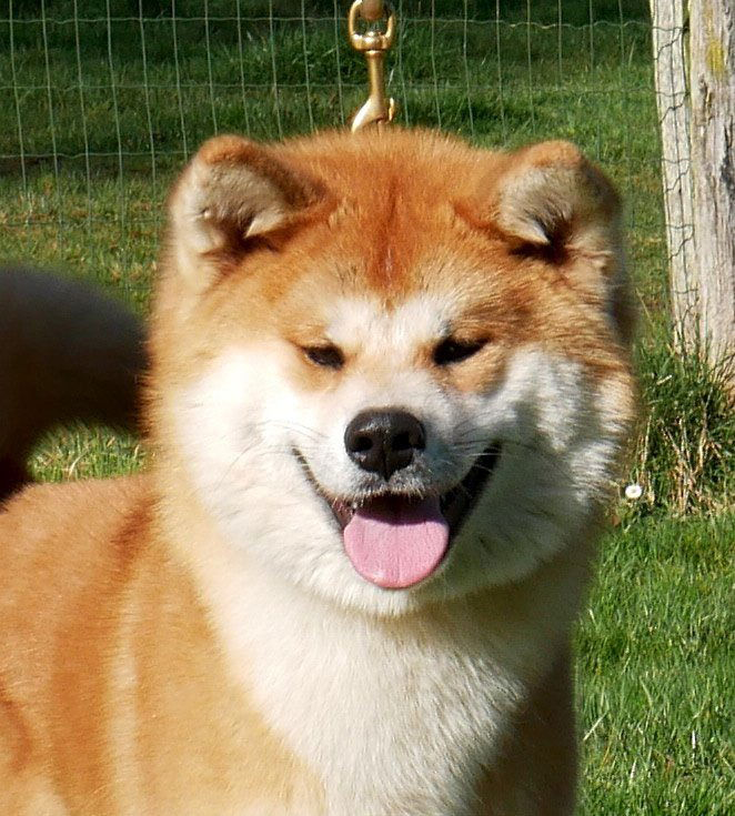 Lice reproductrice Akita Inu - Kanako Imperial Sun - Sélection caractère et beauté