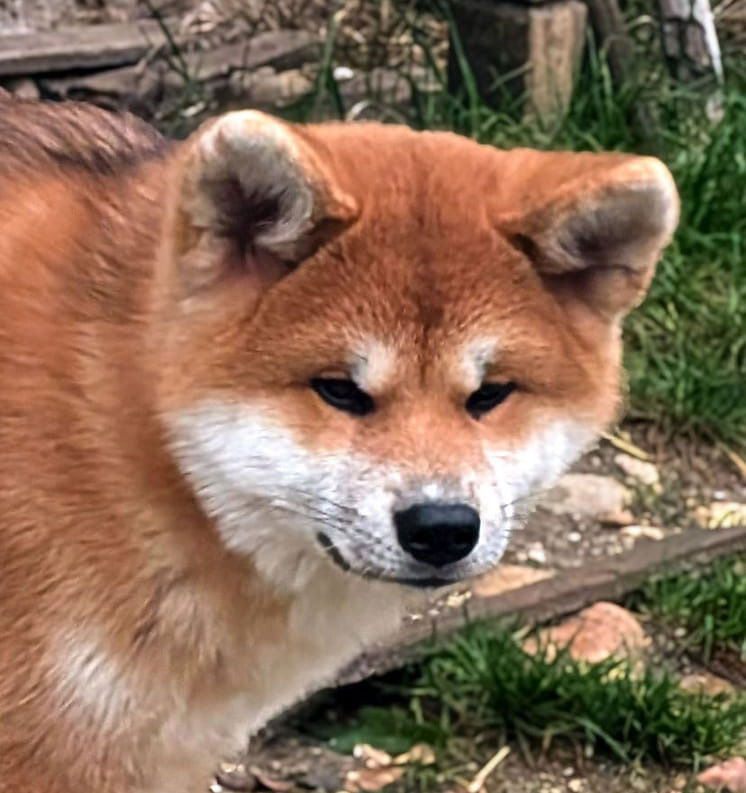 Femelle Akita Inu Rousse - Akahiko - Construction et allures - Akita Imperial