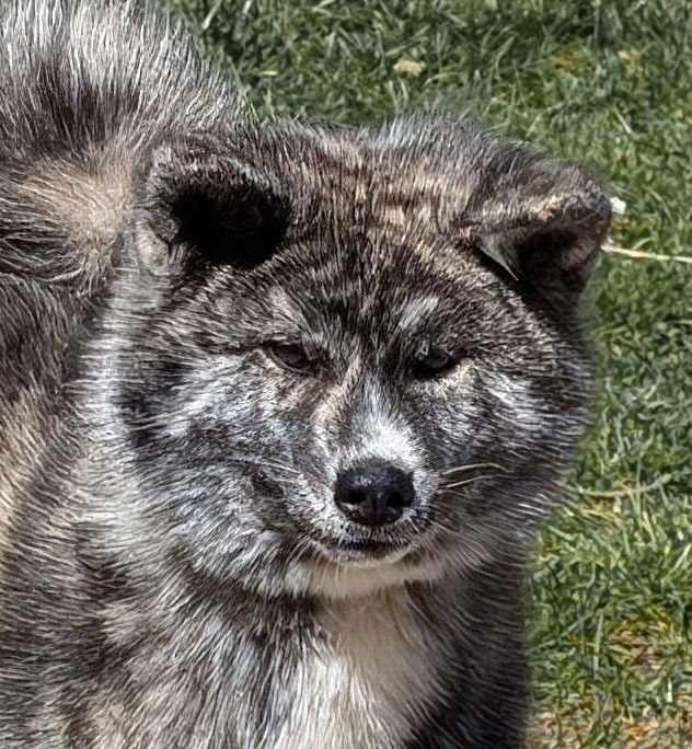 Femelle Akita Inu bringé - Orihime Imperial Sun - Construction parfaite