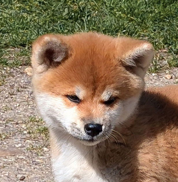 Tête expressive Akita Inu - Akazukin Imperial Sun - Lice sélectionnée Akita Imperial